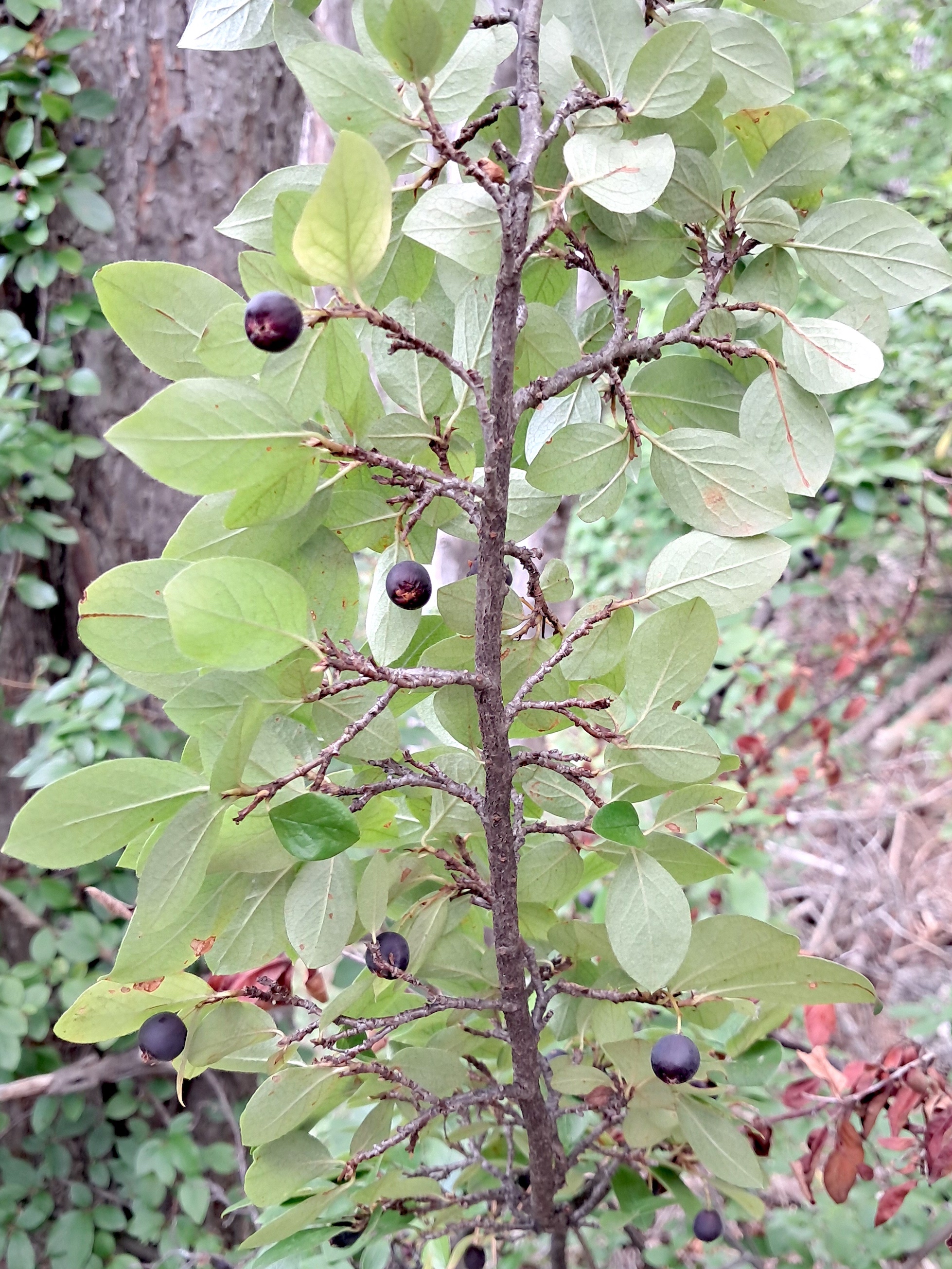 cotoneaster cf. lucidus felsenweg kurpark 20250817_131903.jpg