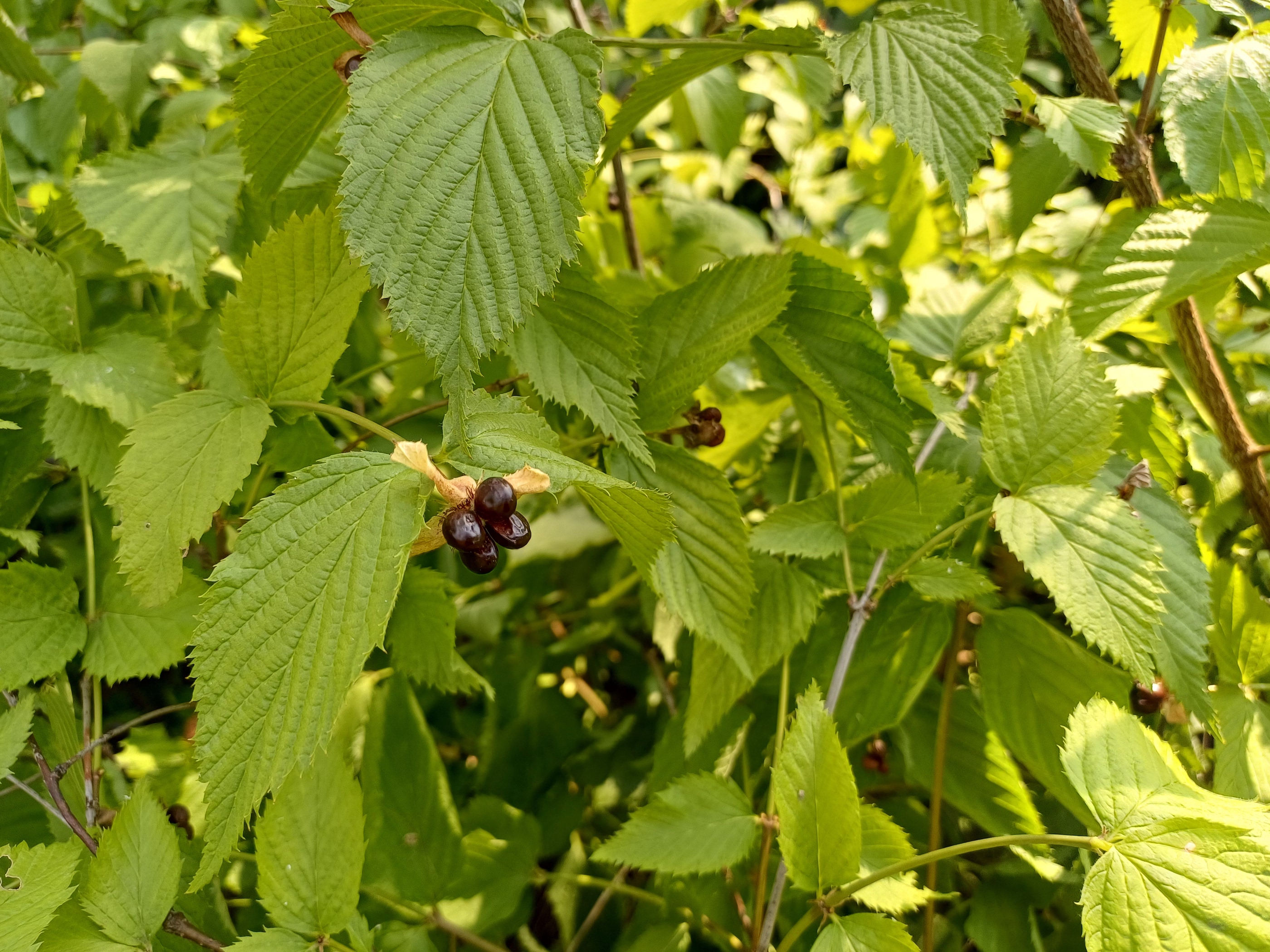 rhodotypos scandens kellerberg schwechat 20250816_150054 Kopie.jpg