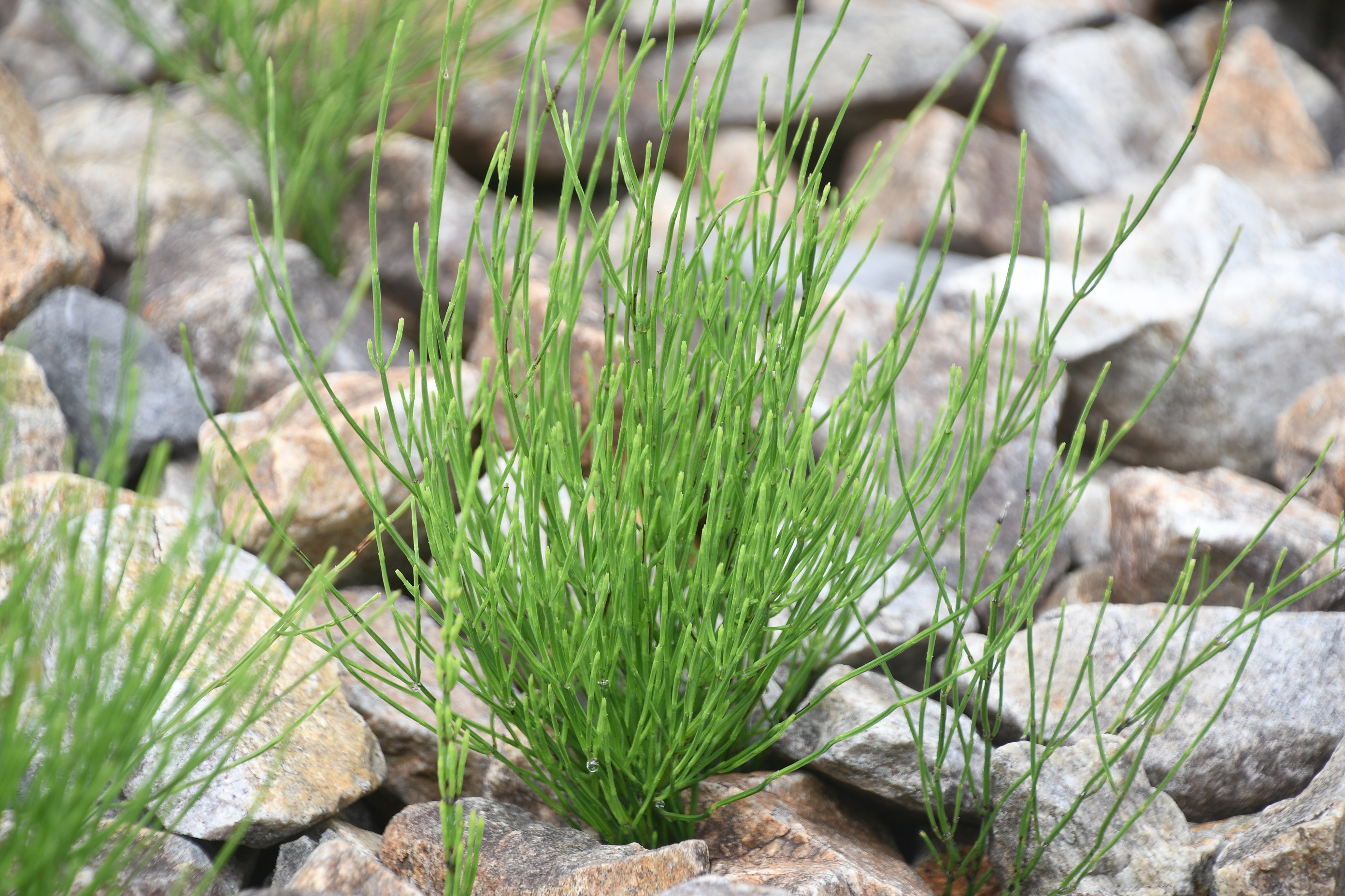 Hohenberg - 17082025 - (20) -  Equisetum ramosissimum.JPG