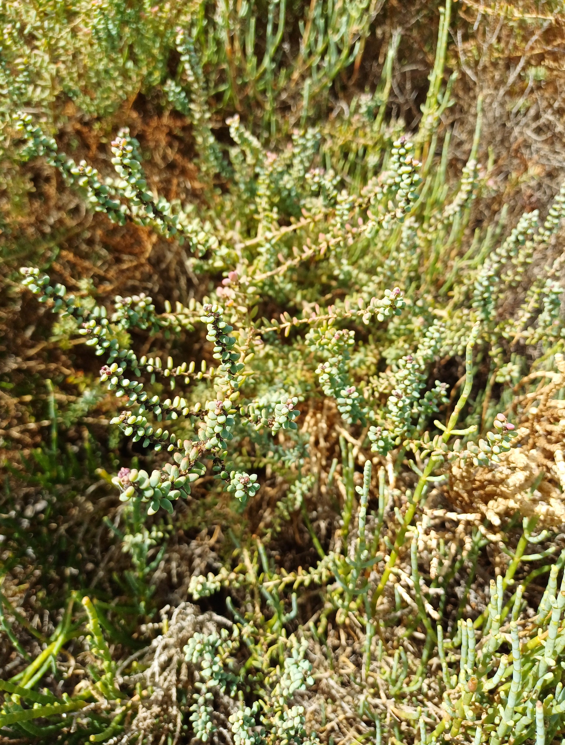 cf. suaeda vera réserve de biosphère de camargue – zone centrale bouches-du-rhône frankreich 20250804_112535.jpg