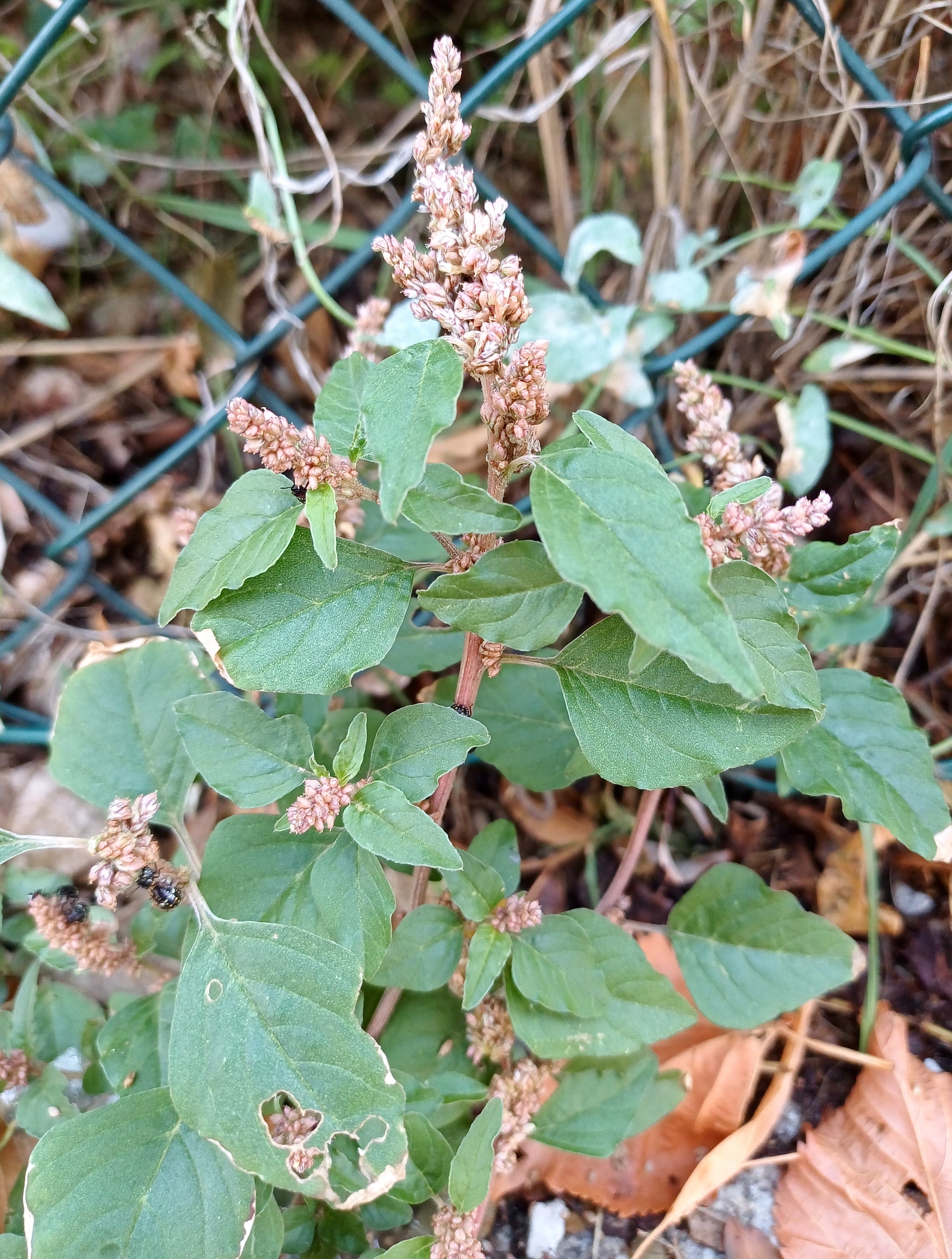 amaranthus deflexus florian-hedorfer-straße simmering 20250822_100957.jpg