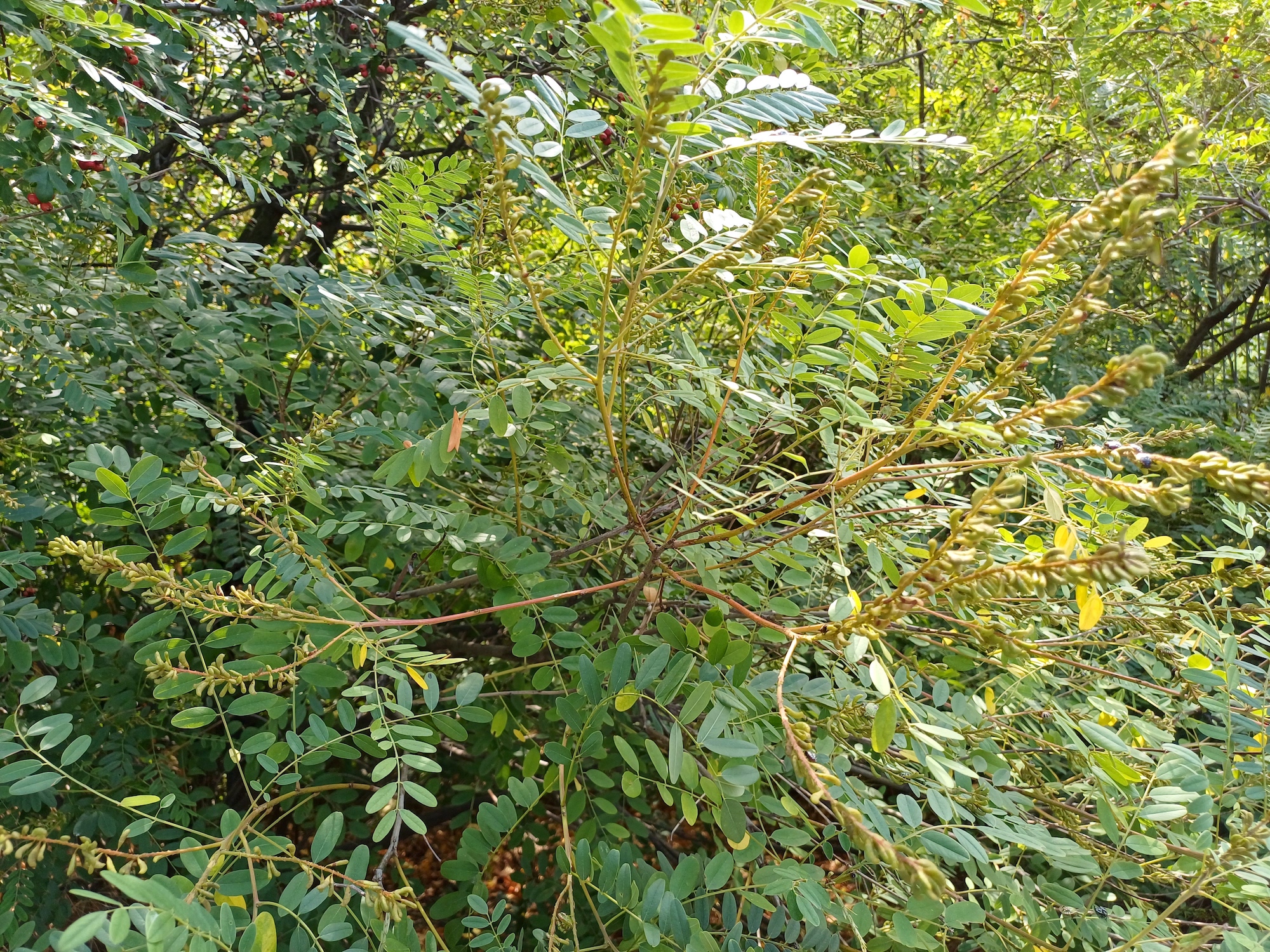 amorpha fruticosa florian-hedorfer-straße simmering 20250822_100831.jpg