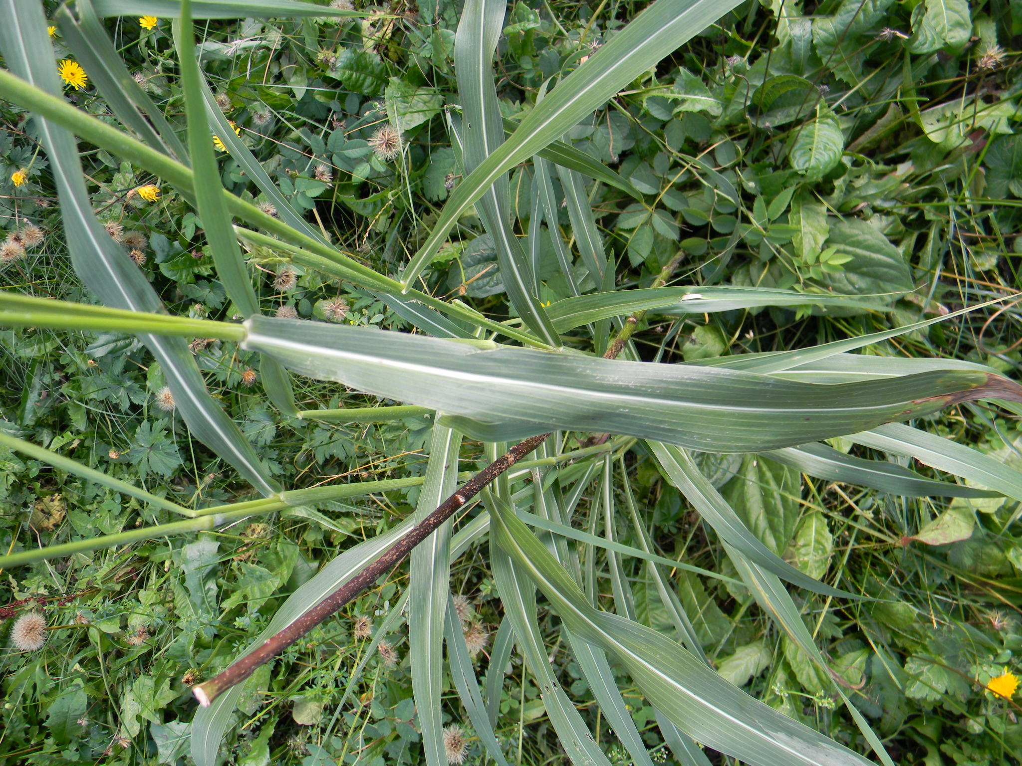 DSCN1657.JPG