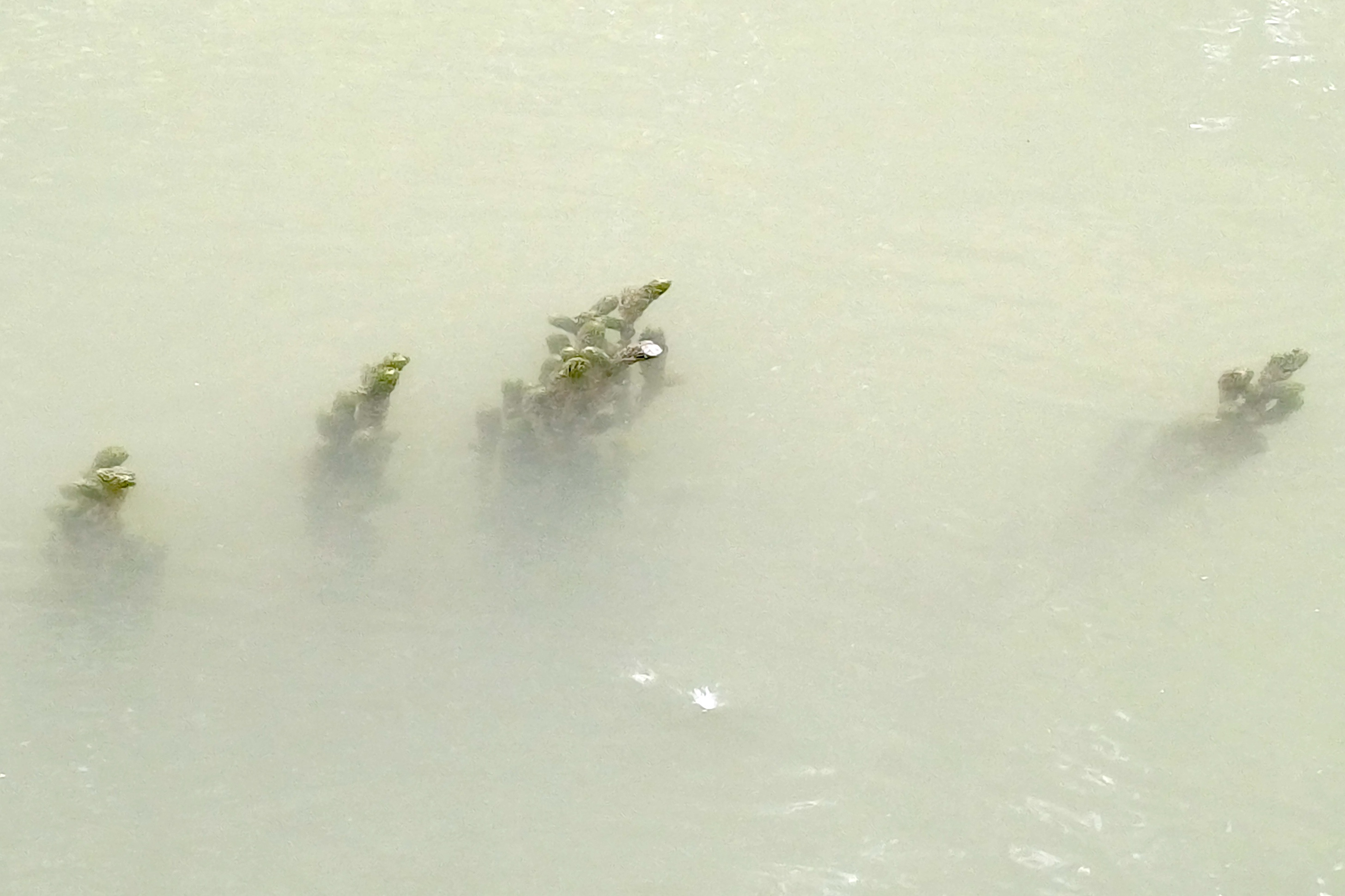 sp. ignota rußbach SW markgrafneusiedl 20250823_100256.jpg