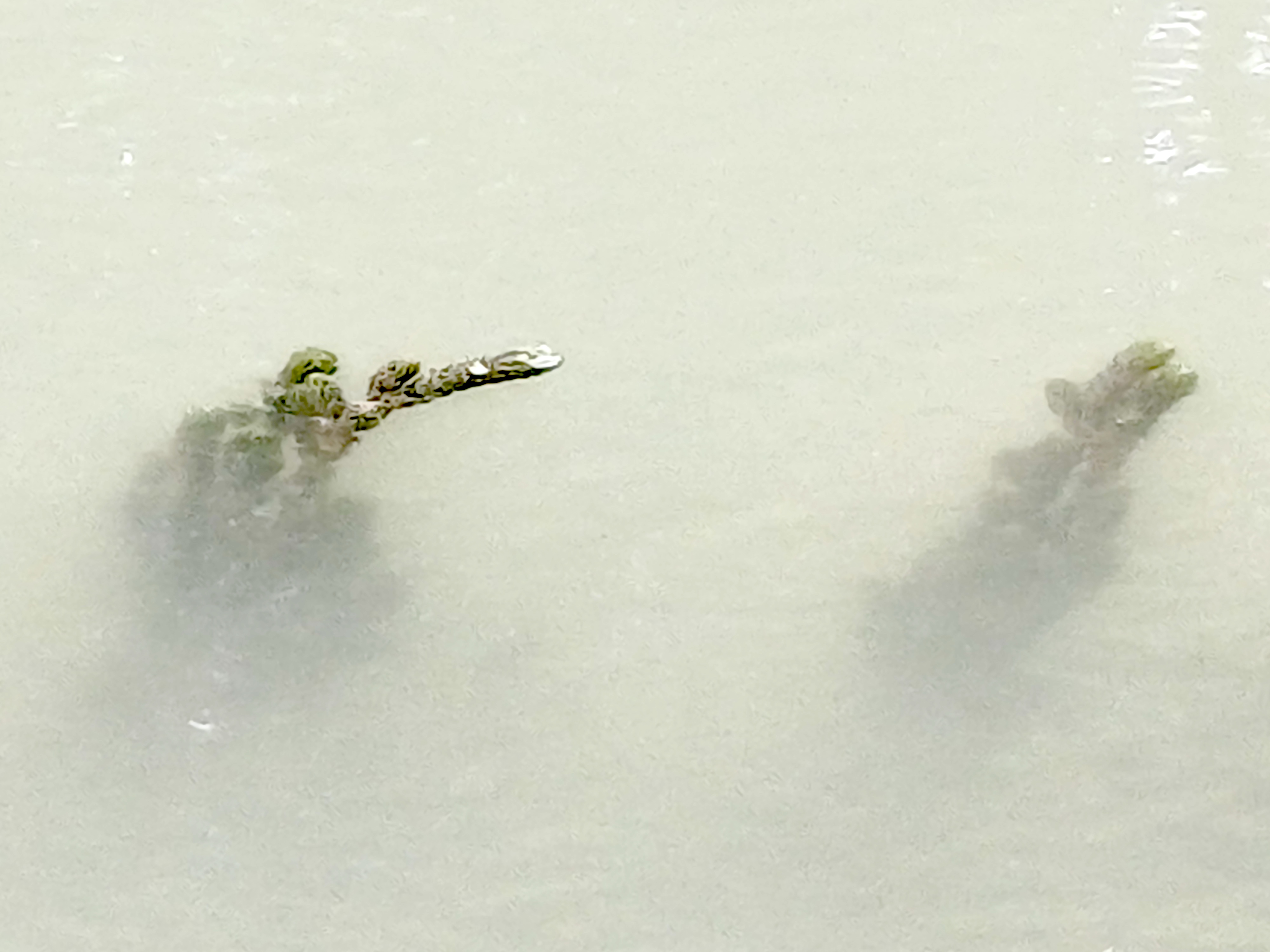 sp. ignota rußbach SW markgrafneusiedl 20250823_100210.jpg