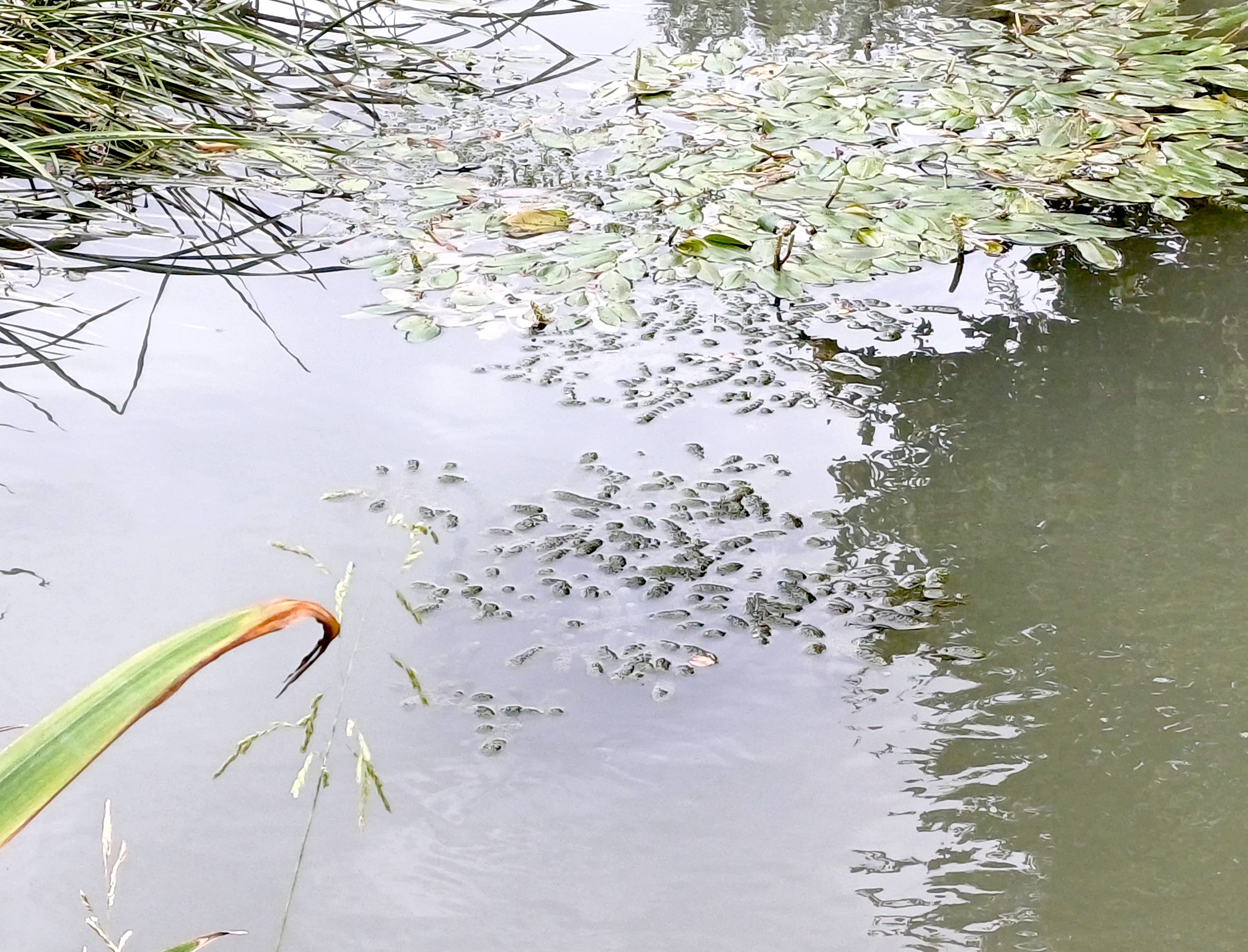 sp. ignota rußbach SW markgrafneusiedl 20250823_100135.jpg