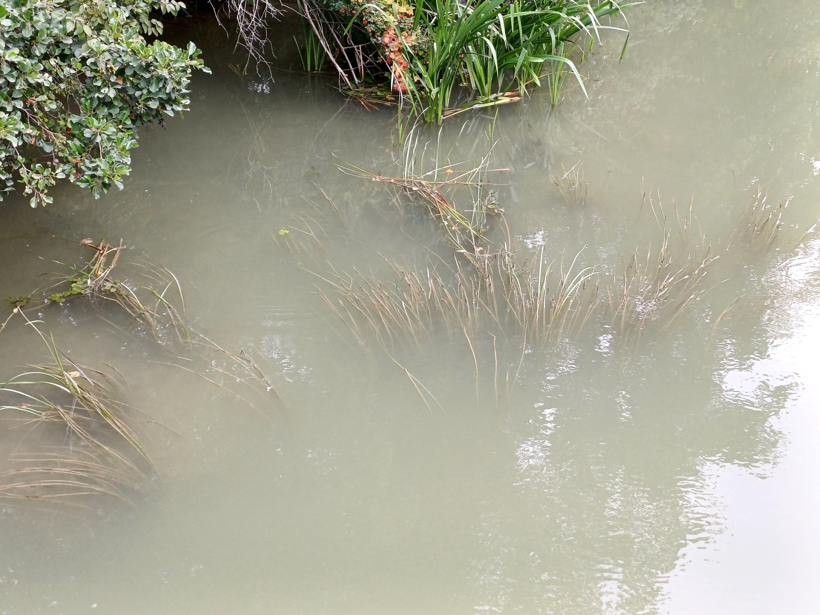 cf. vallisneria spiralis rußbach SW markgrafneusiedl 20250823_095516.jpg