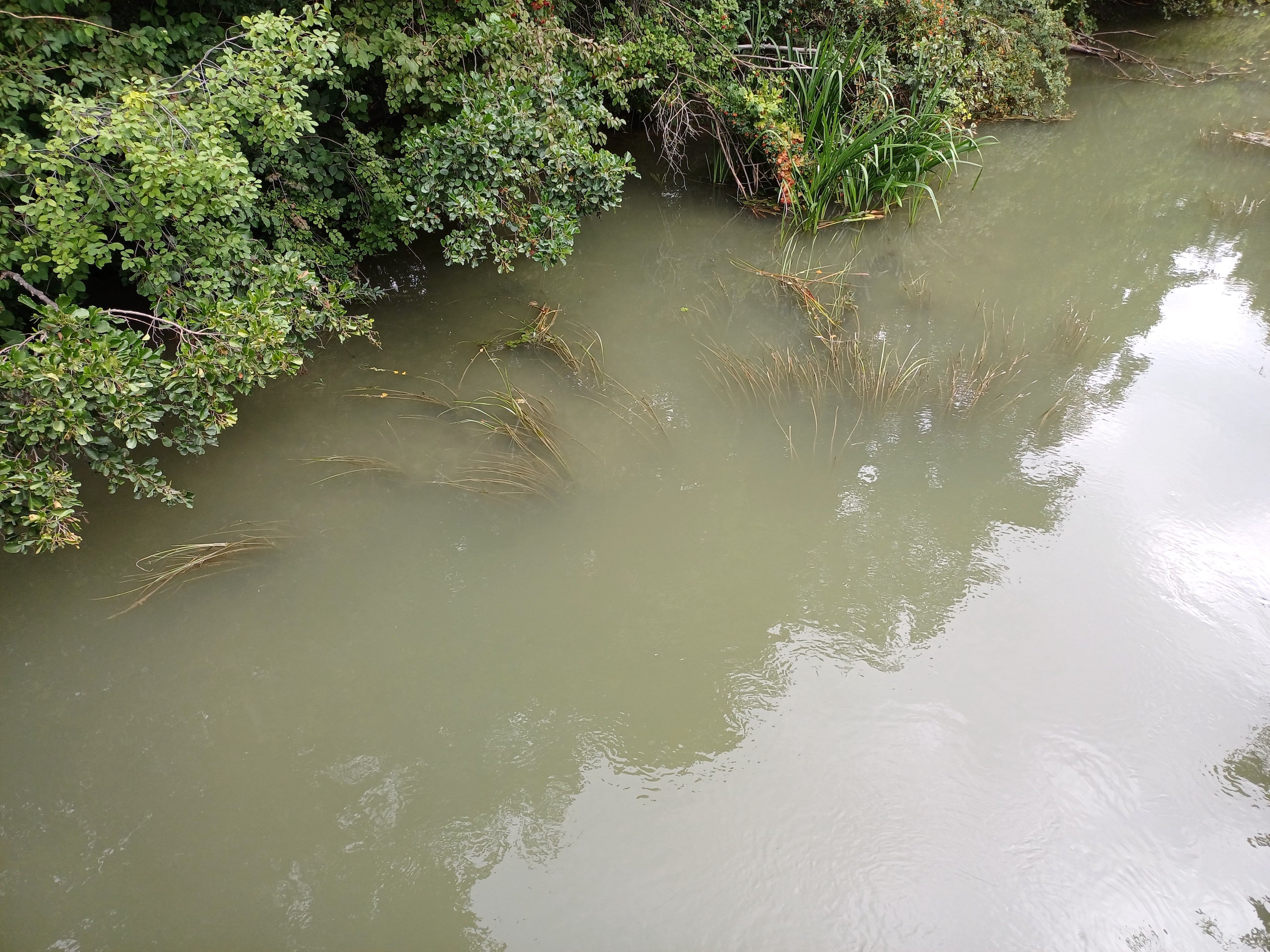 cf. vallisneria spiralis rußbach SW markgrafneusiedl 20250823_095510.jpg