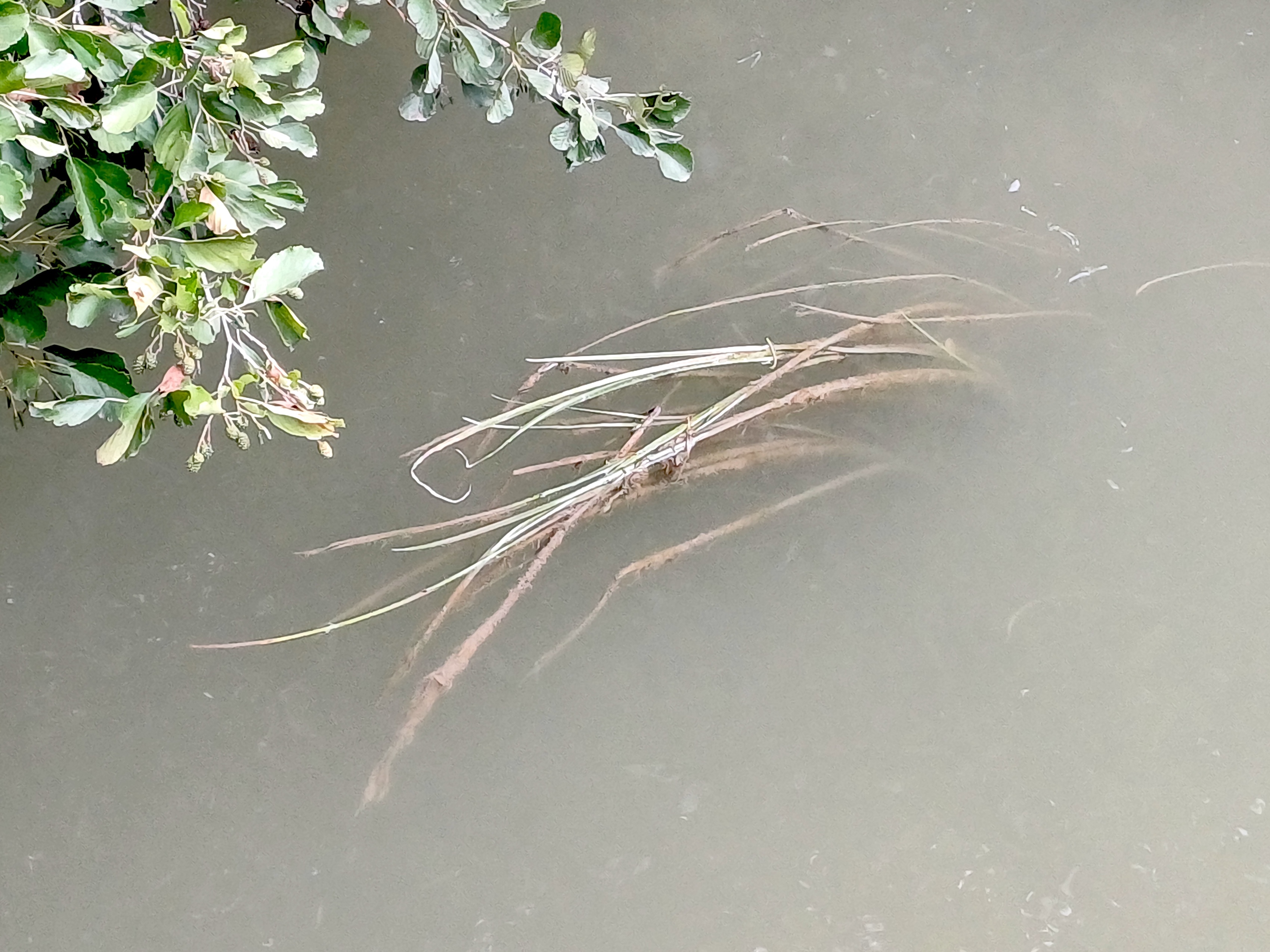 cf. vallisneria spiralis rußbach SW markgrafneusiedl 20250823_095530.jpg