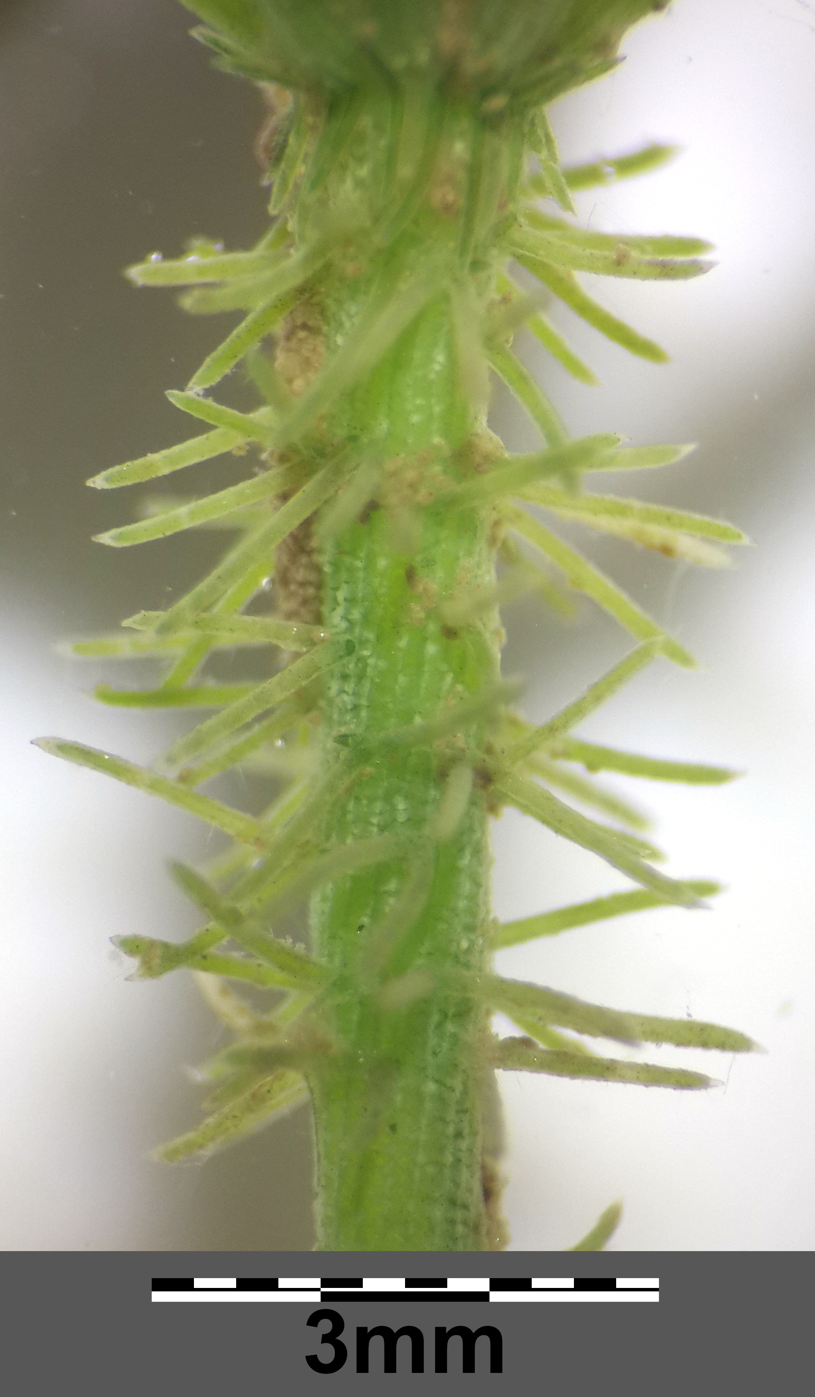MikroA2.jpg