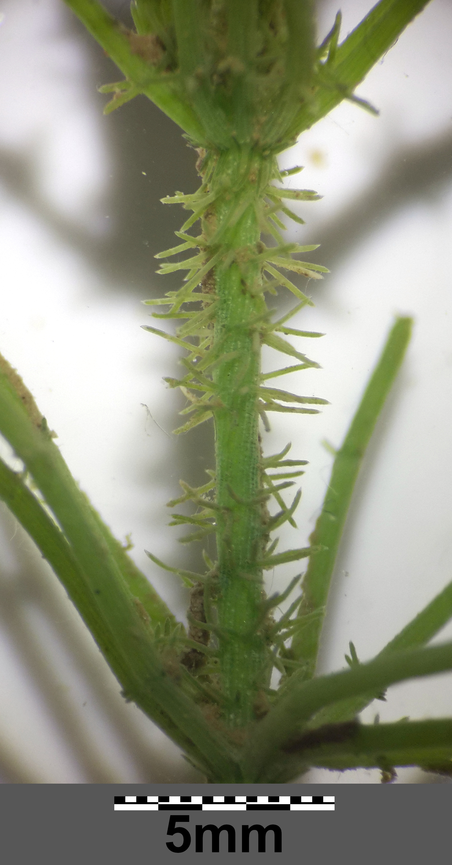 MikroA3.jpg