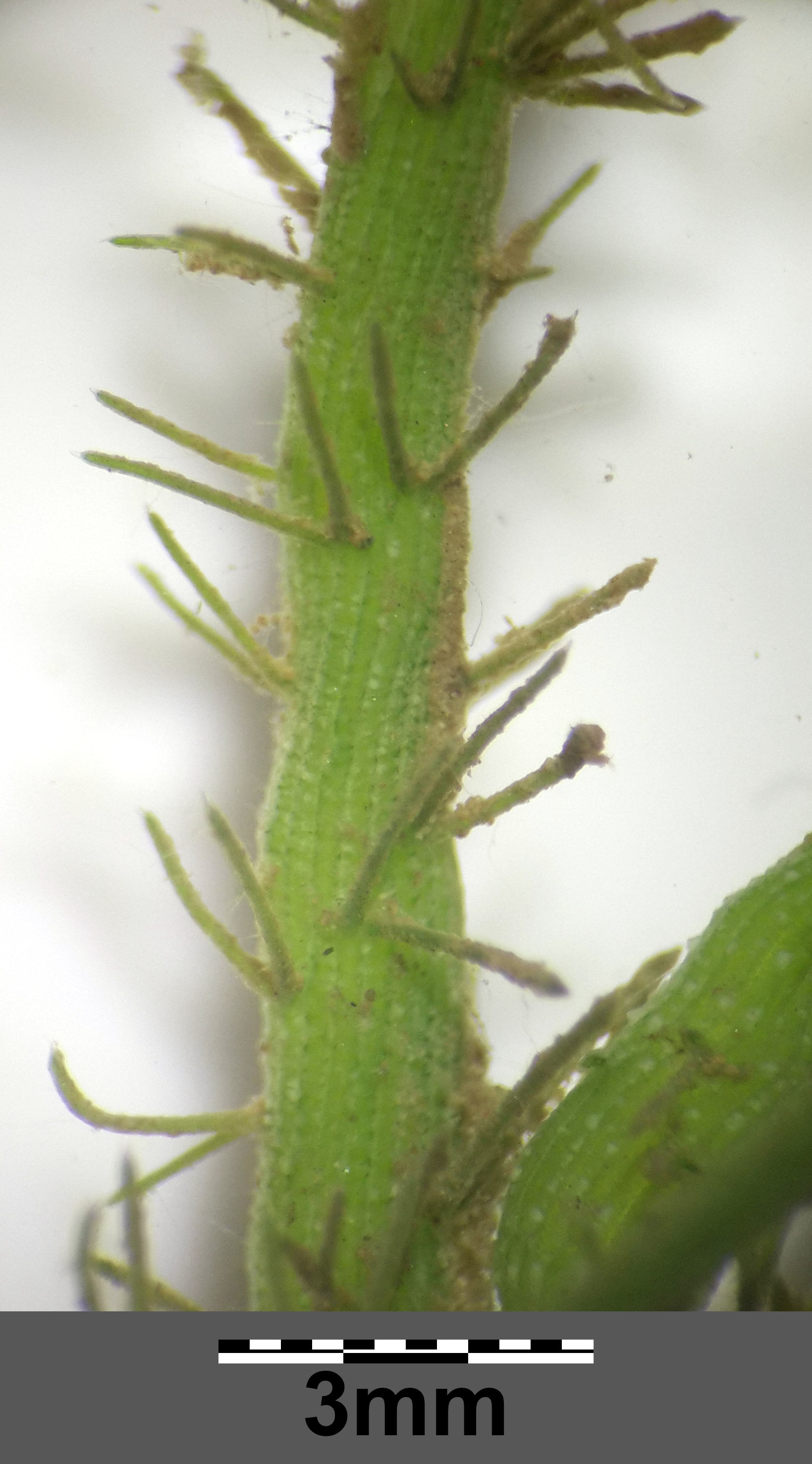 MikroA7.jpg