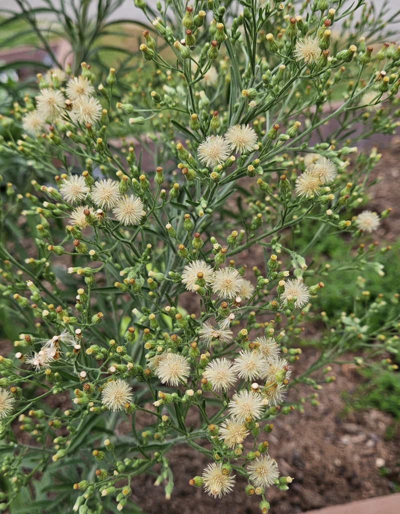 Erigeron_sumatrensis_2.jpg