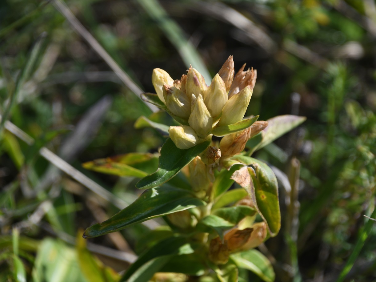 Stotzing - 26082025 - (309) - Gentiana cruciata).JPG