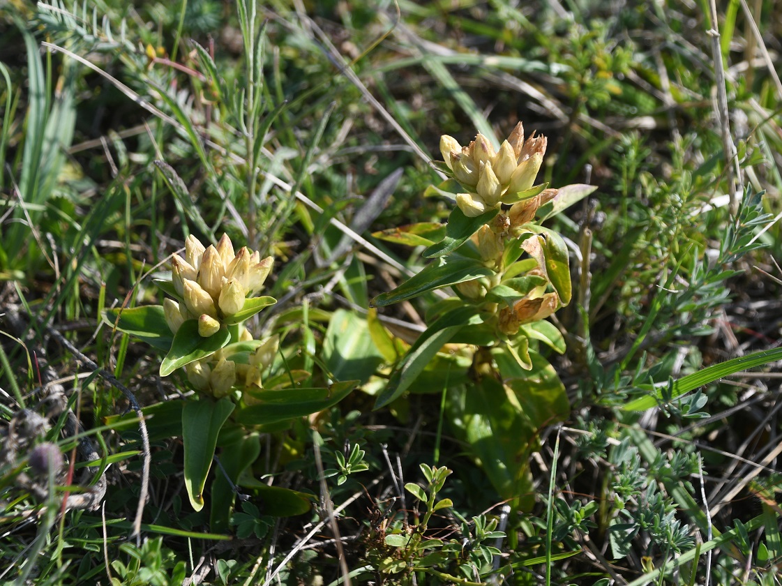 Stotzing - 26082025 - (310) - Gentiana cruciata).JPG