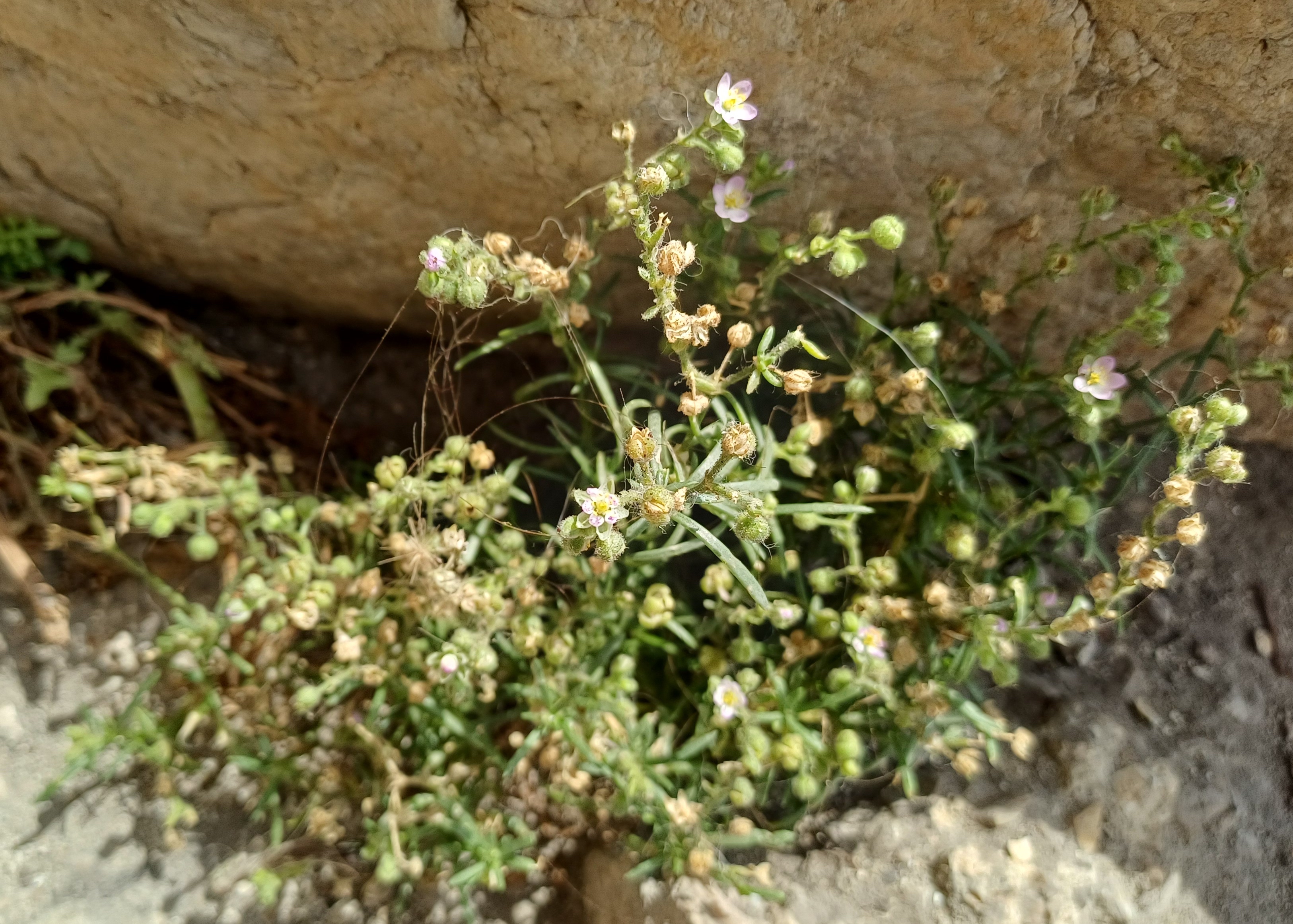 spergula cf. marina plage de maldormé 20250806_151934.jpg