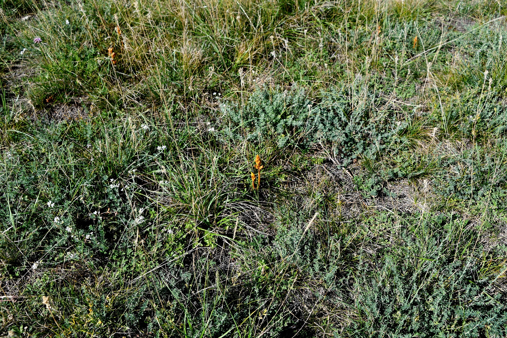 Spitzerberg - 01092025 - (533) - Hochfläche - Orobanche gracilis.JPG