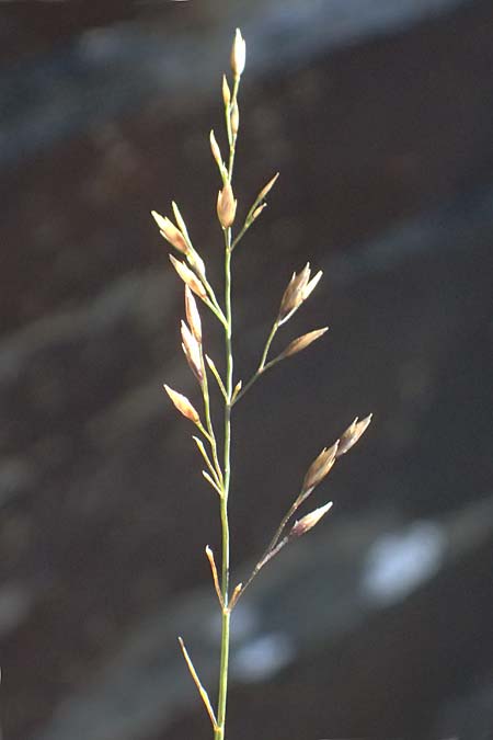 Gr675460.jpg