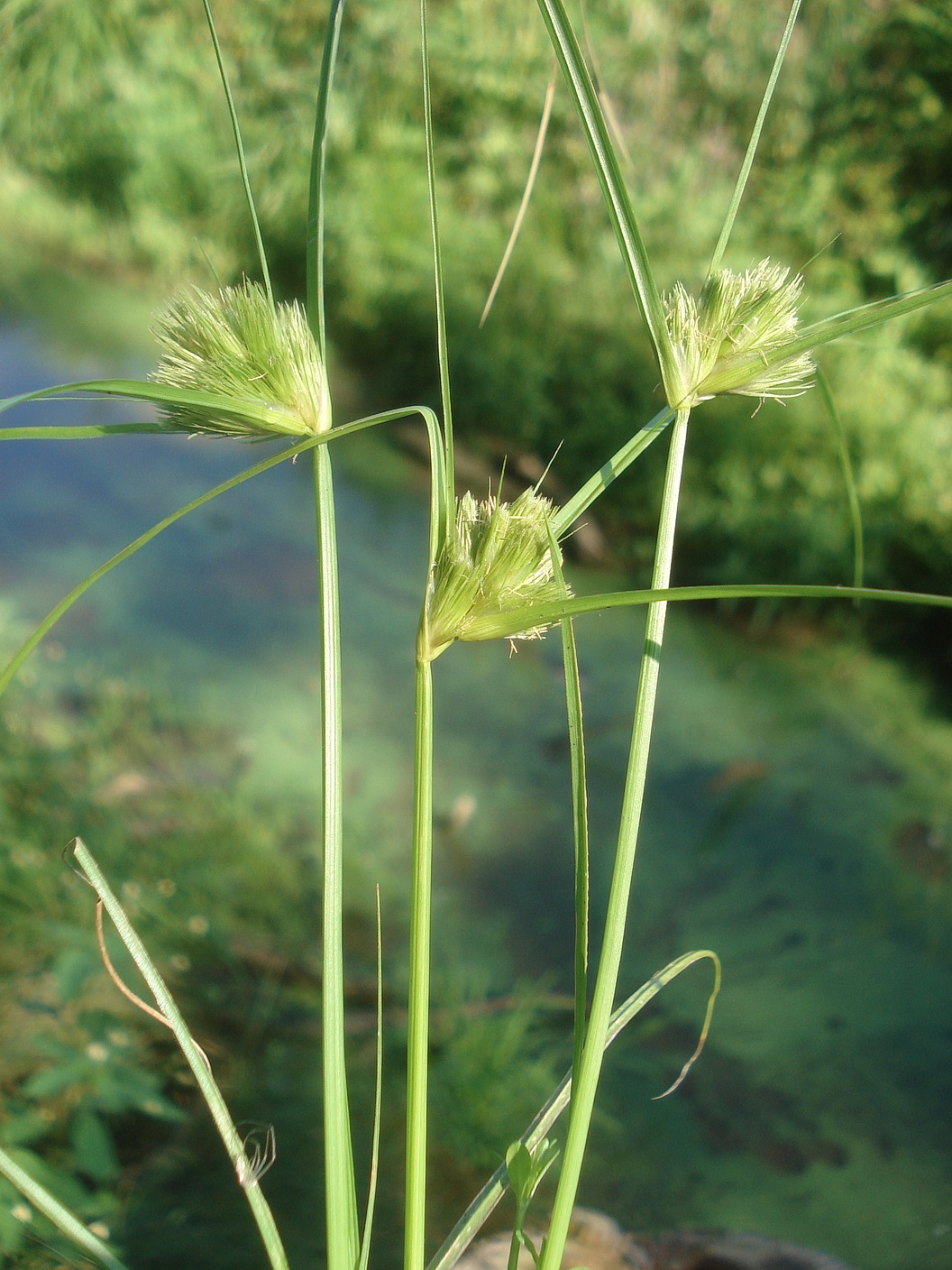 Carex.bohemica.St-Sulzhofer.Teiche.bei.Groß-St.Florian .9.Aug.25.JPG