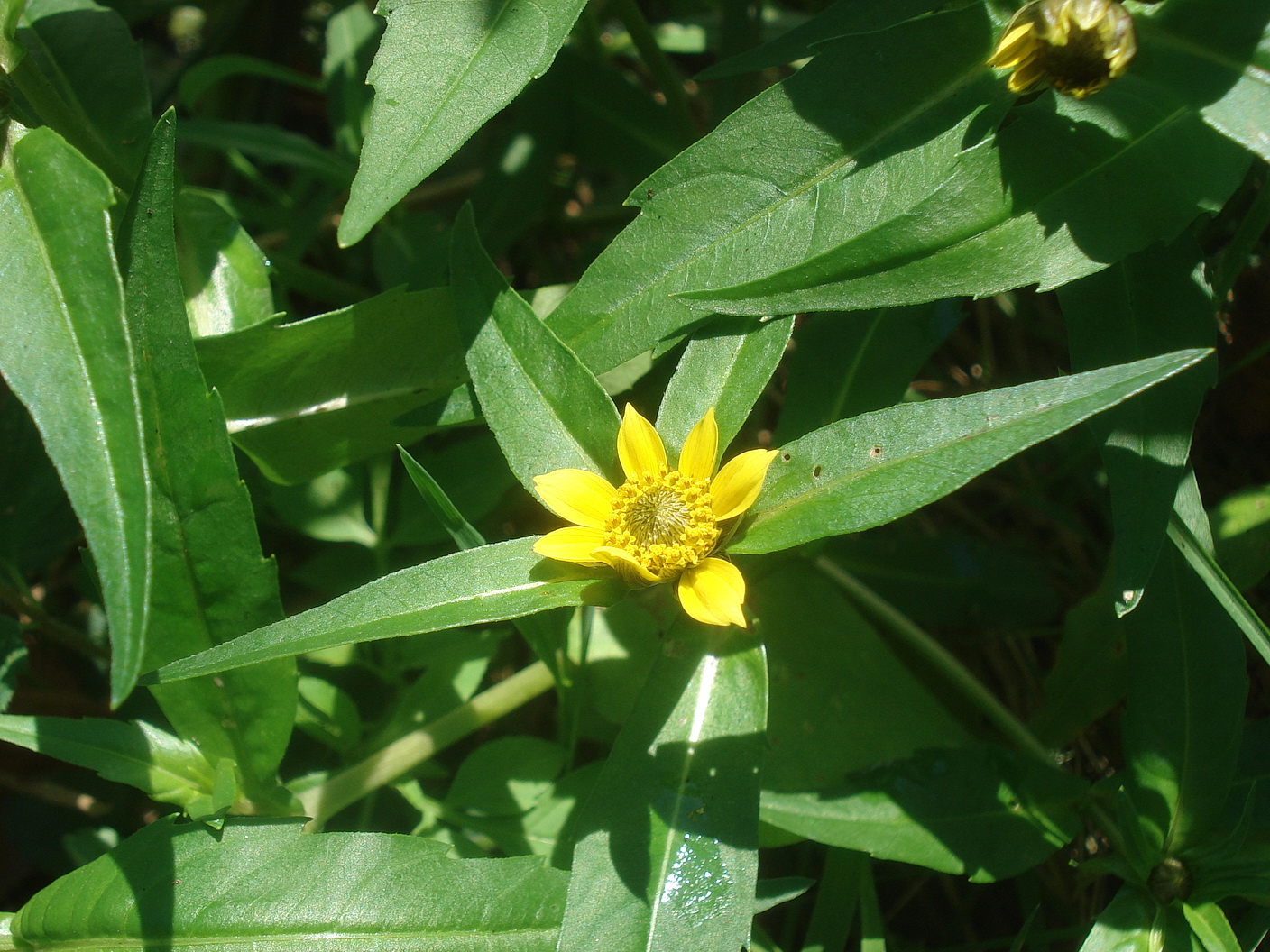 Bidens.cernua.St-Sulzhofer.Teiche.bei.Groß-St.Florian.9.Aug.25.JPG