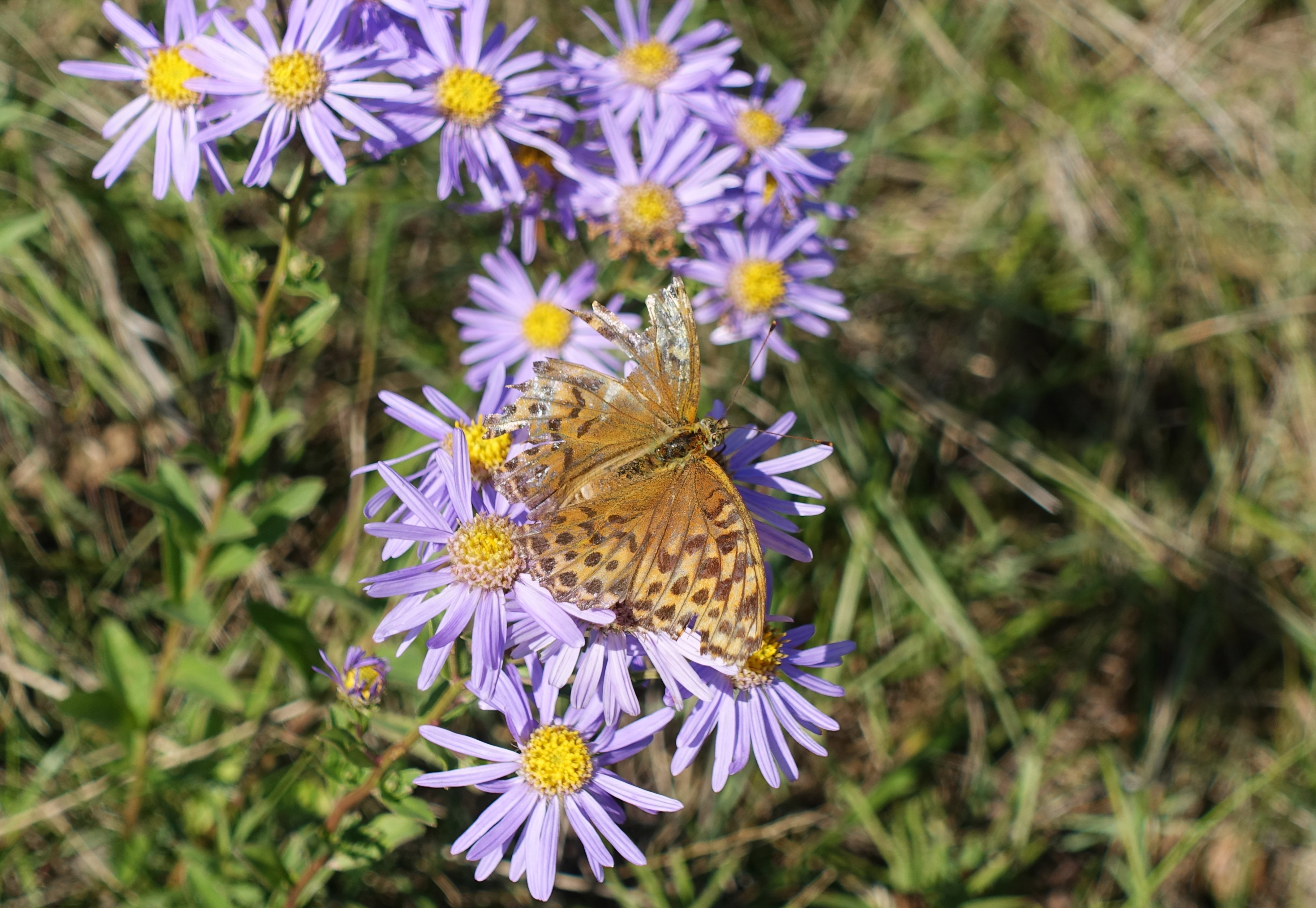 DSC08534.JPG