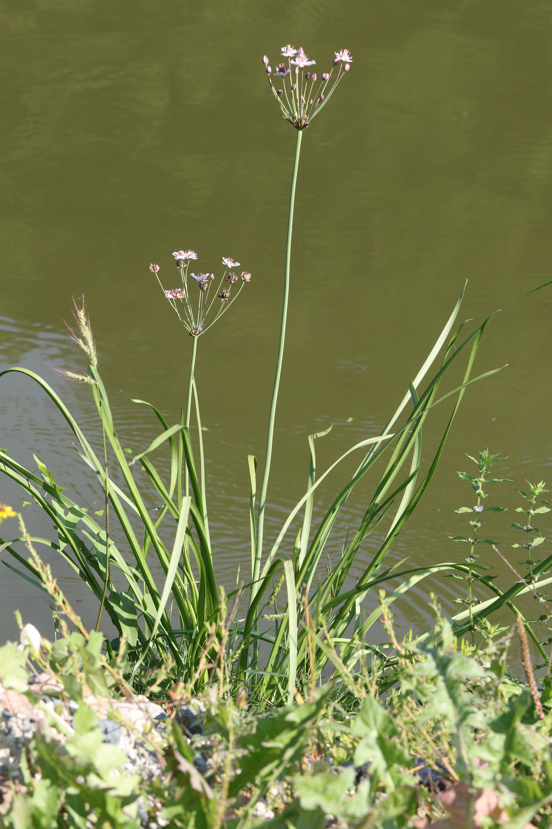 Butomus.umbellatus.verw.St-Lenzmichelbach-Graben-Teiche.Distelhof.bei.Gleinstätten.15.Aug.2025.JPG