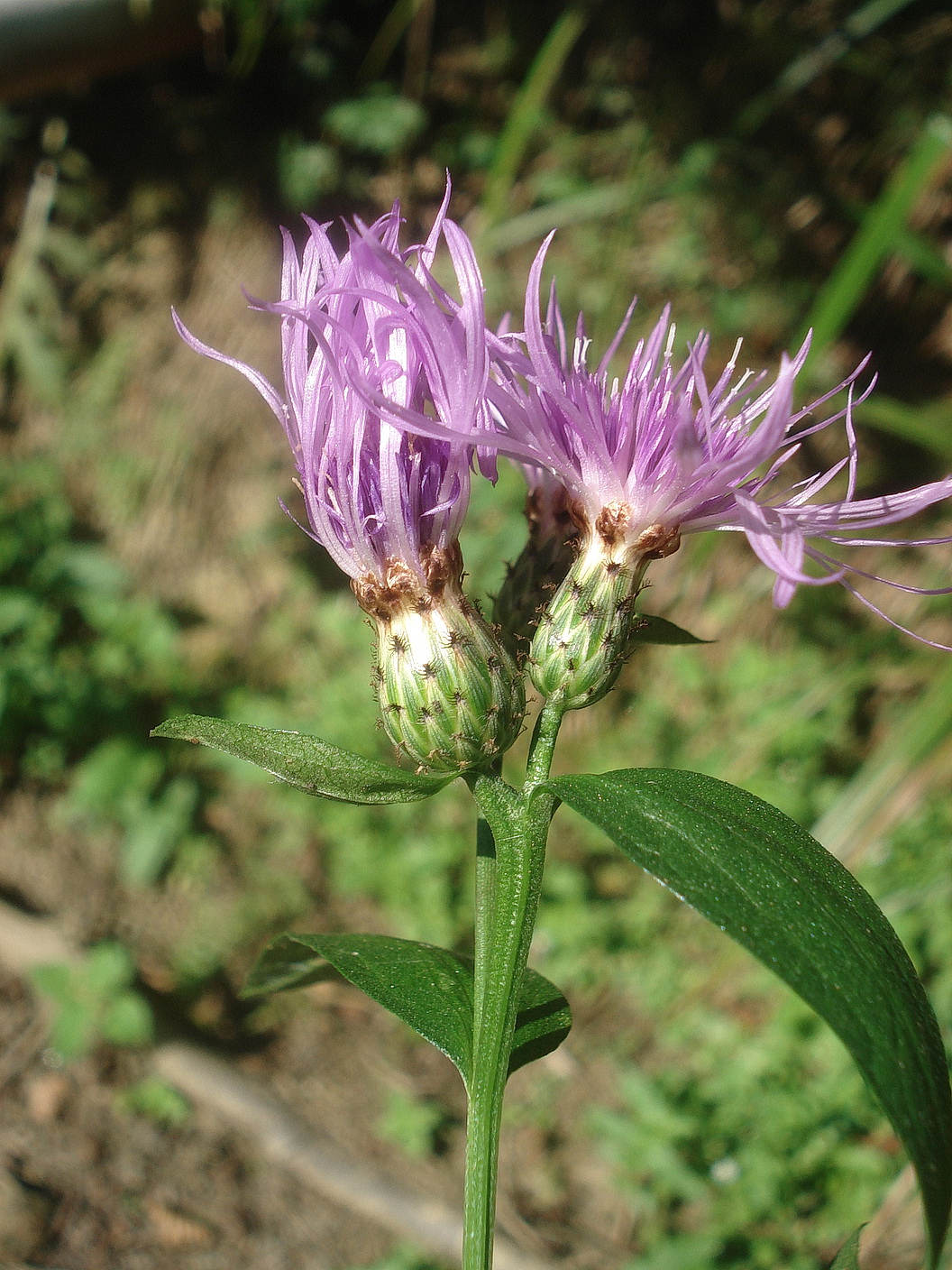 Centaurea.nigrescens.ssp.vochinensis.St-Distelhof.bei.Gleinstätten.Lenzmichelbach-Graben .15.Aug.25..JPG