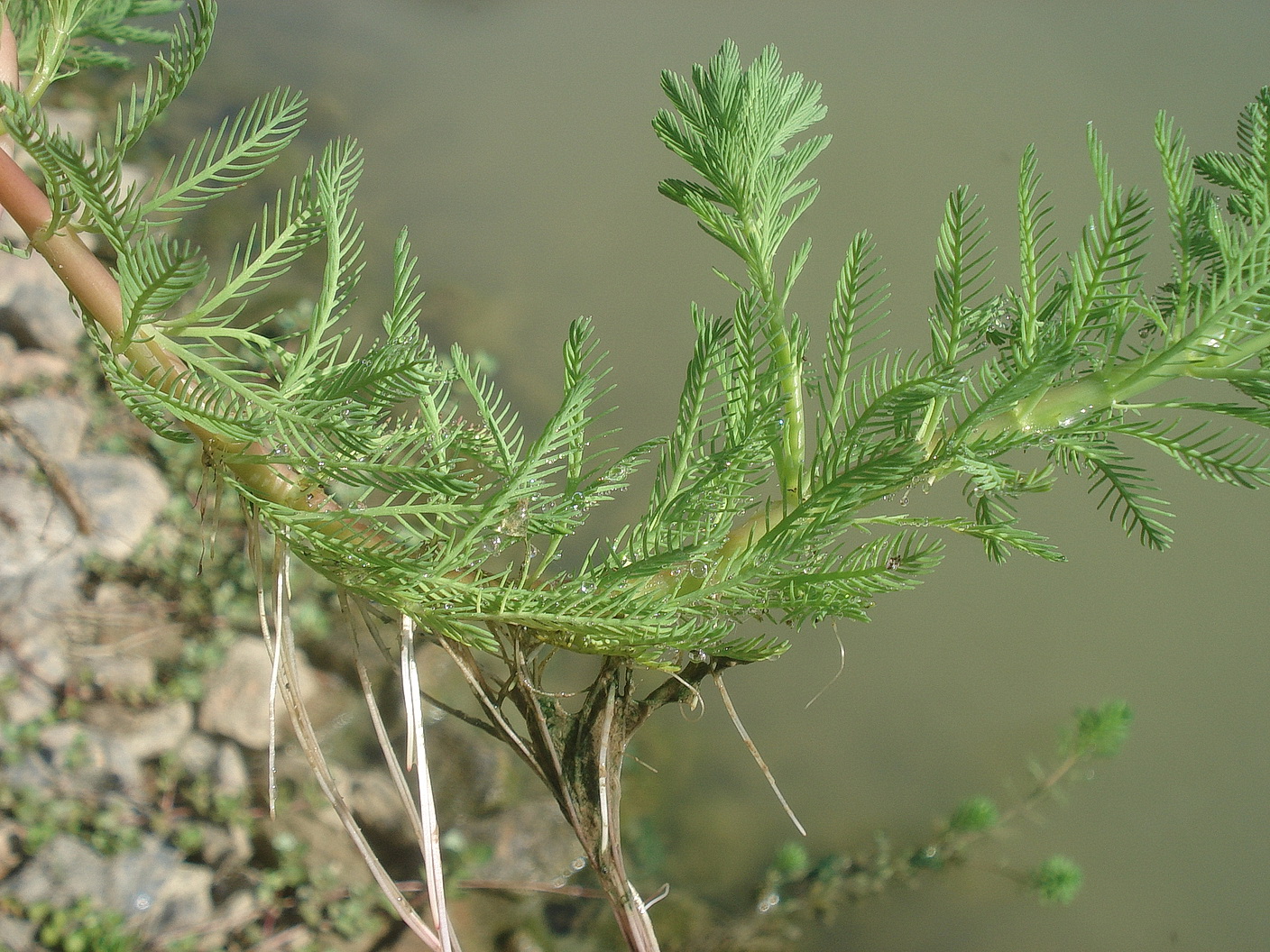 Myriophyllum.aquaticum.verw.St-Herrengrabenbach-Teiche.b.St.Martin.i.Sulmtal.24.Aug.25.JPG