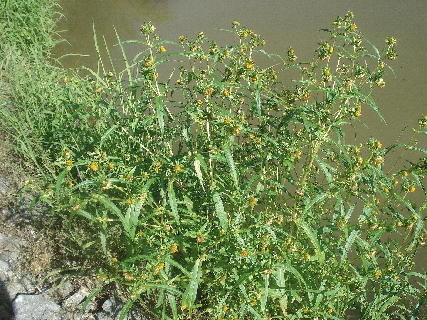 Bidens.cernua.fo.apetala.St-Herrengrabenbach-Teiche.b.St.Martin.i.Sulmtal.24.Aug.25.JPG