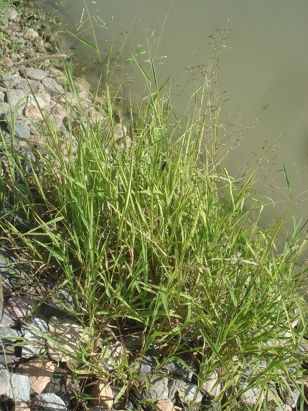 Leersia.oryzoides.St-Herrengrabenbach-Teiche.b.St.Martin.i.Sulmtal.24.Aug.25.JPG