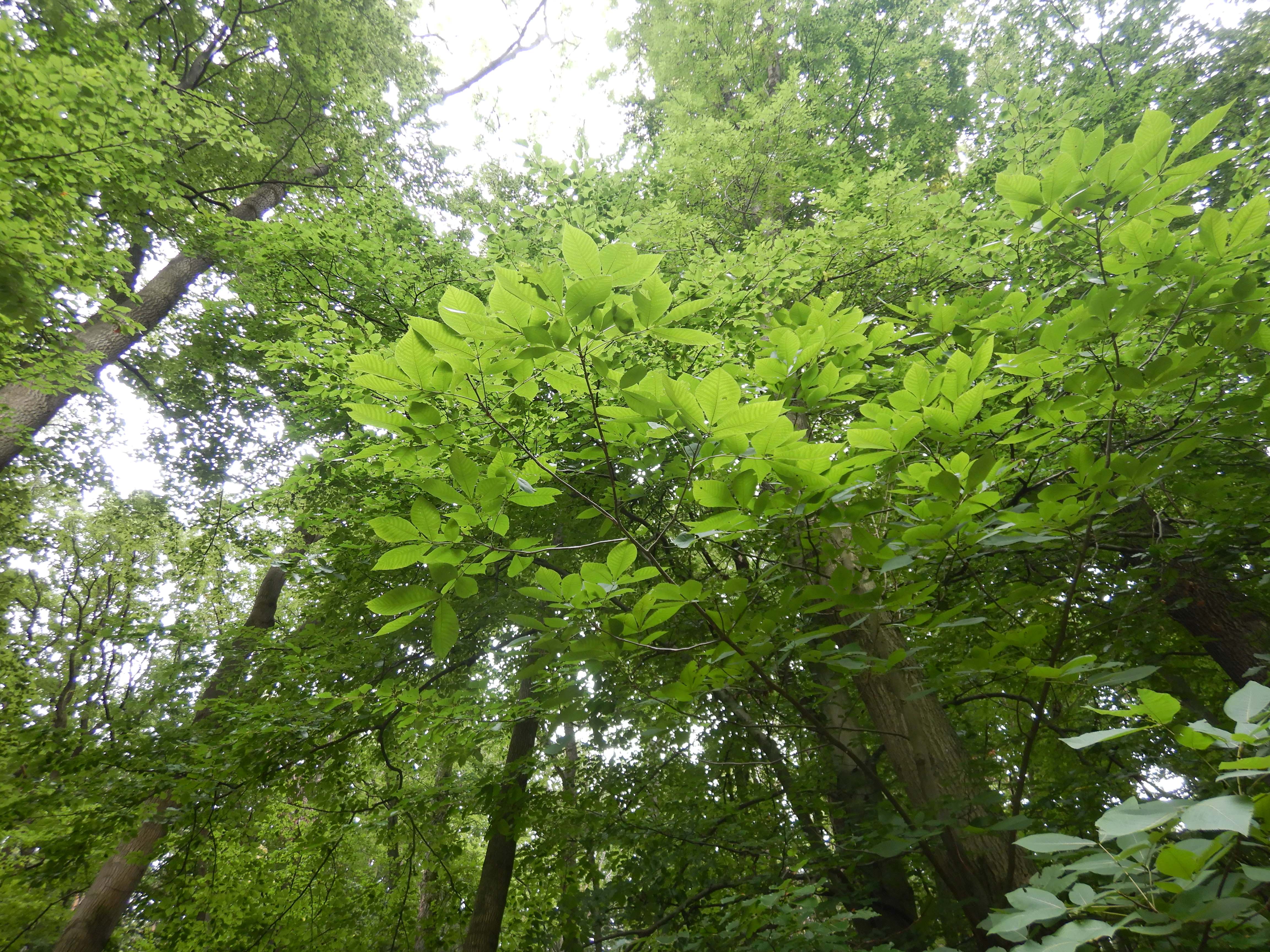 DSCN0383 juglans 2025-09-18 SW hernals.jpg