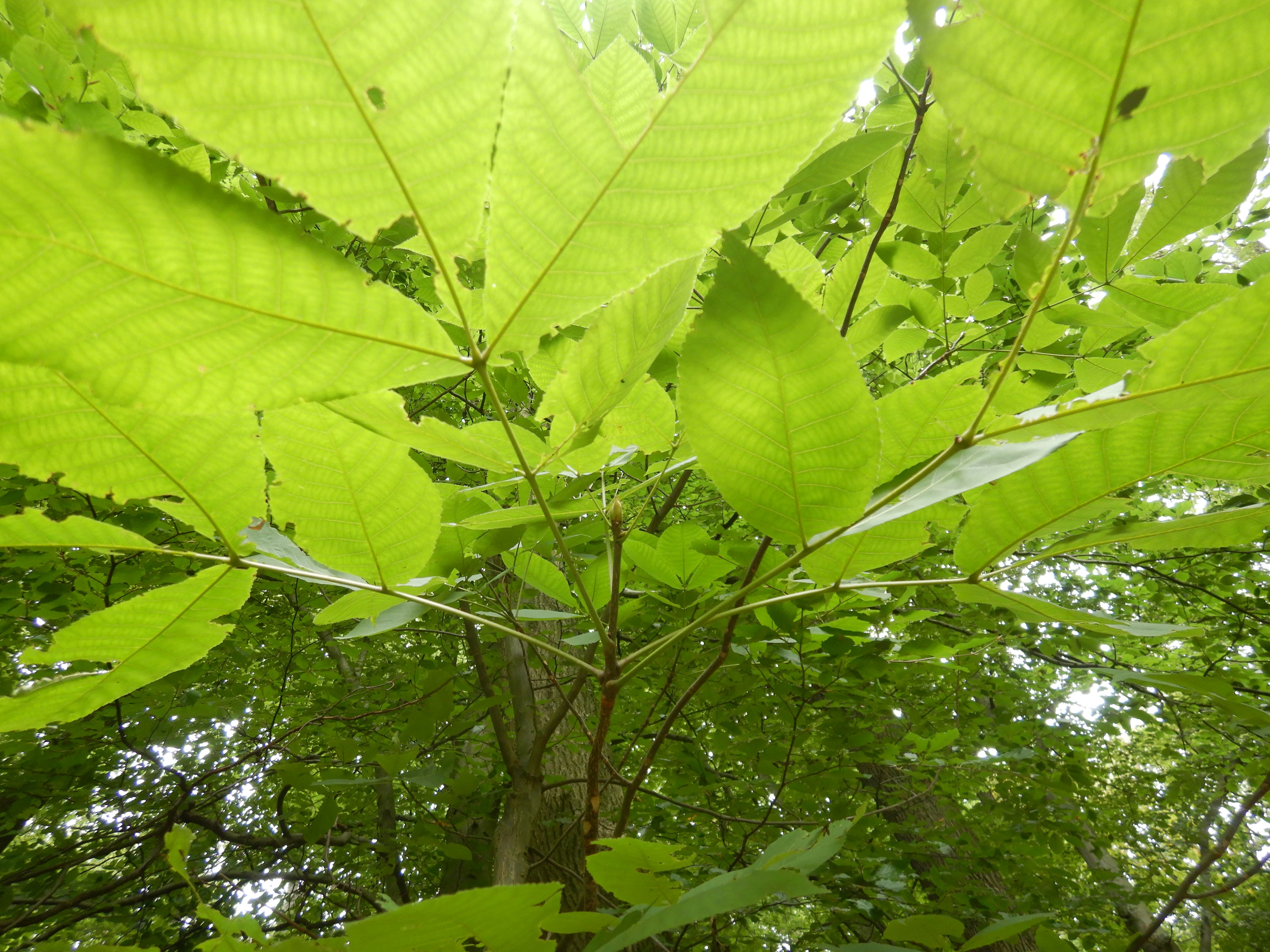 DSCN0384 juglans 2025-09-18 SW hernals.jpg