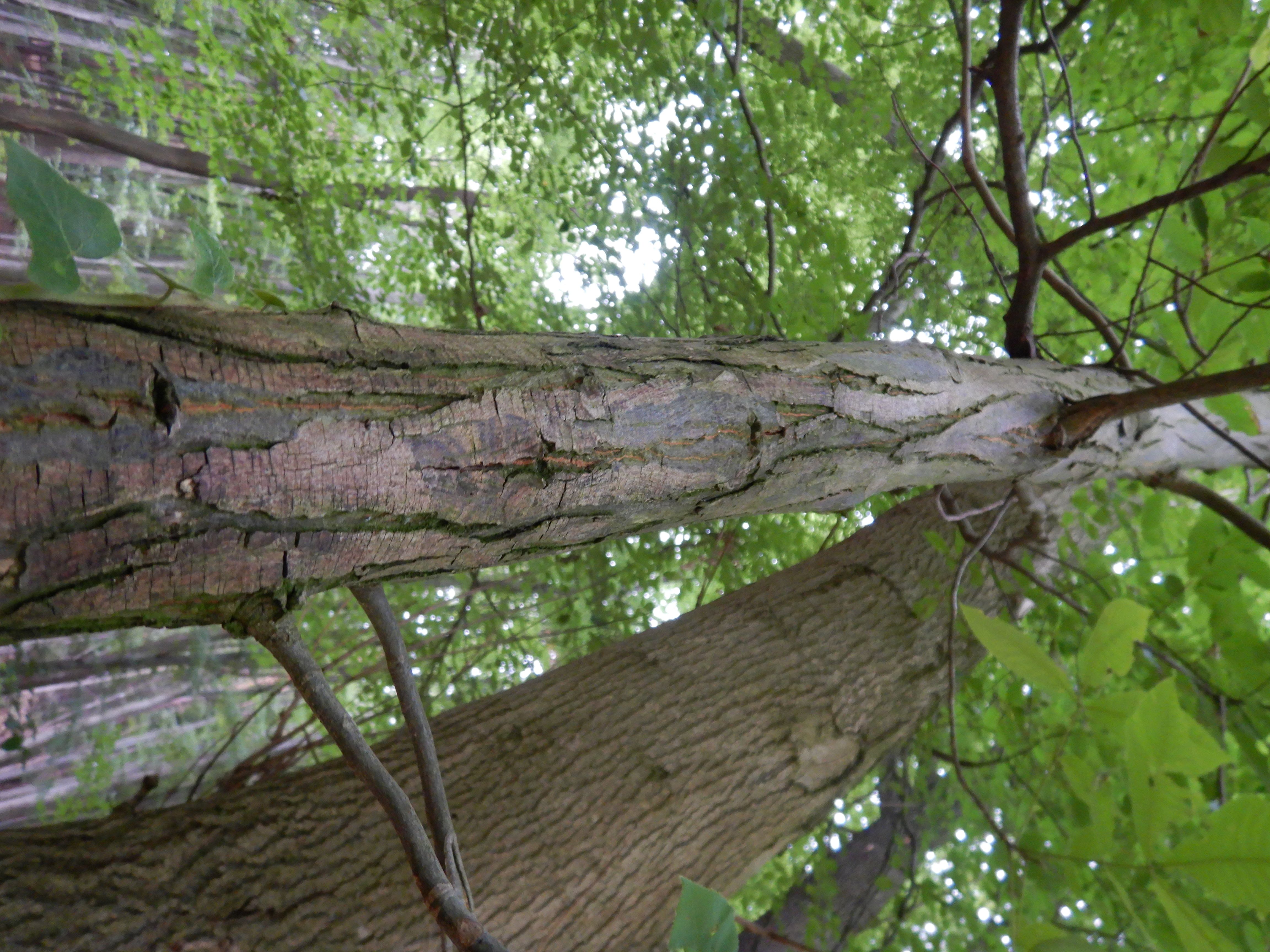 DSCN0385 juglans 2025-09-18 SW hernals.jpg