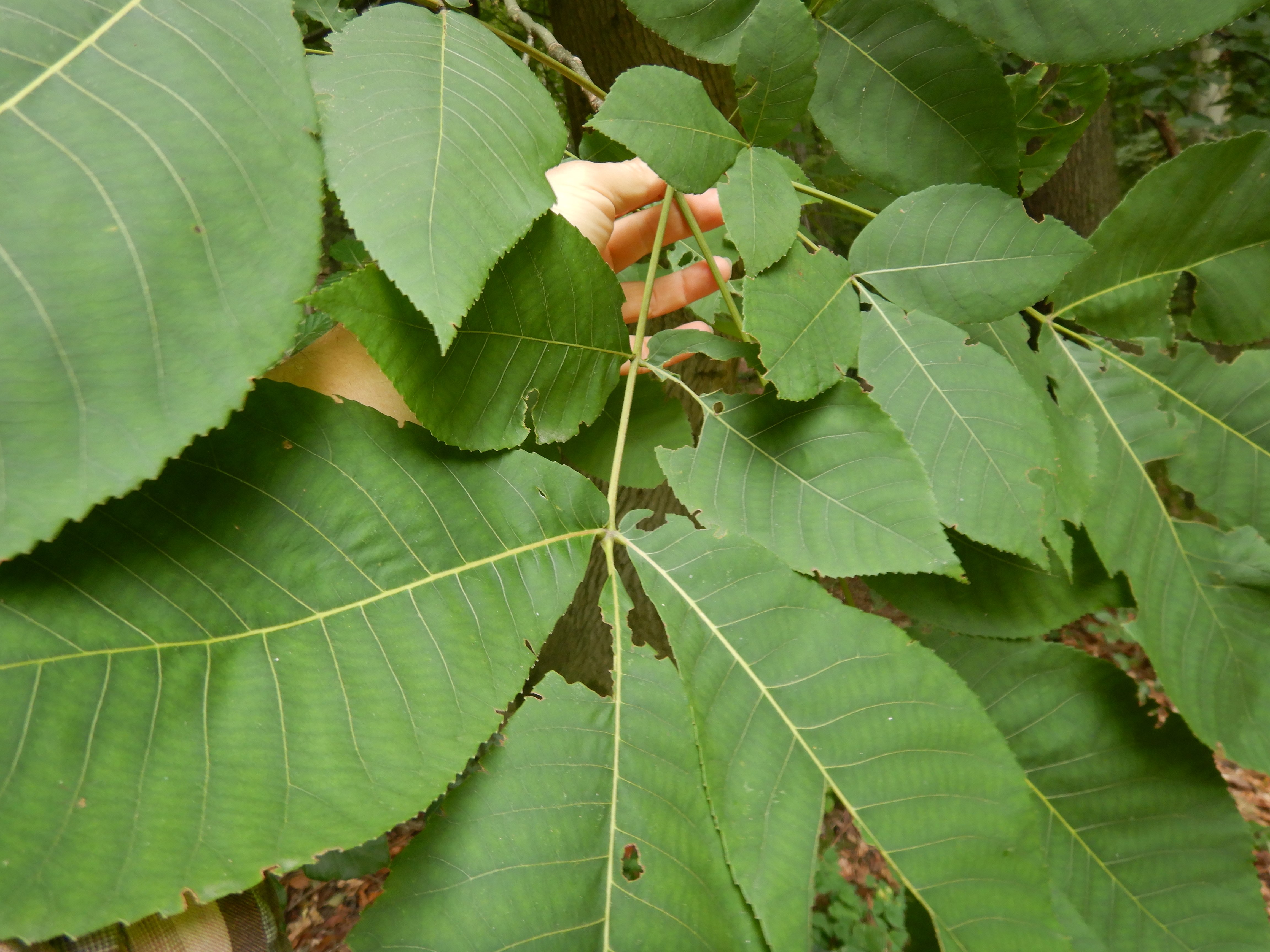 DSCN0386 juglans 2025-09-18 SW hernals.jpg