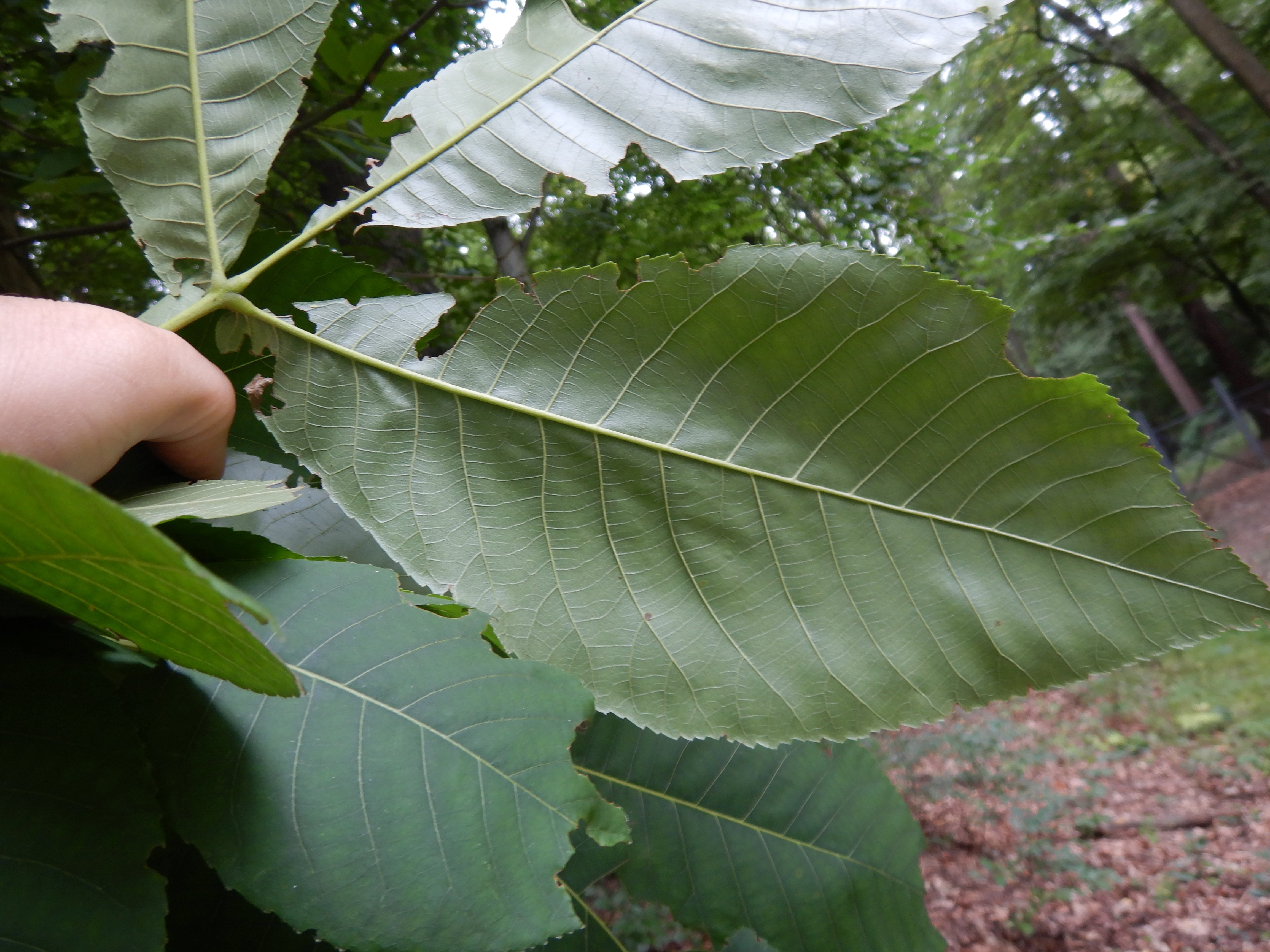 DSCN0388 juglans 2025-09-18 SW hernals.jpg
