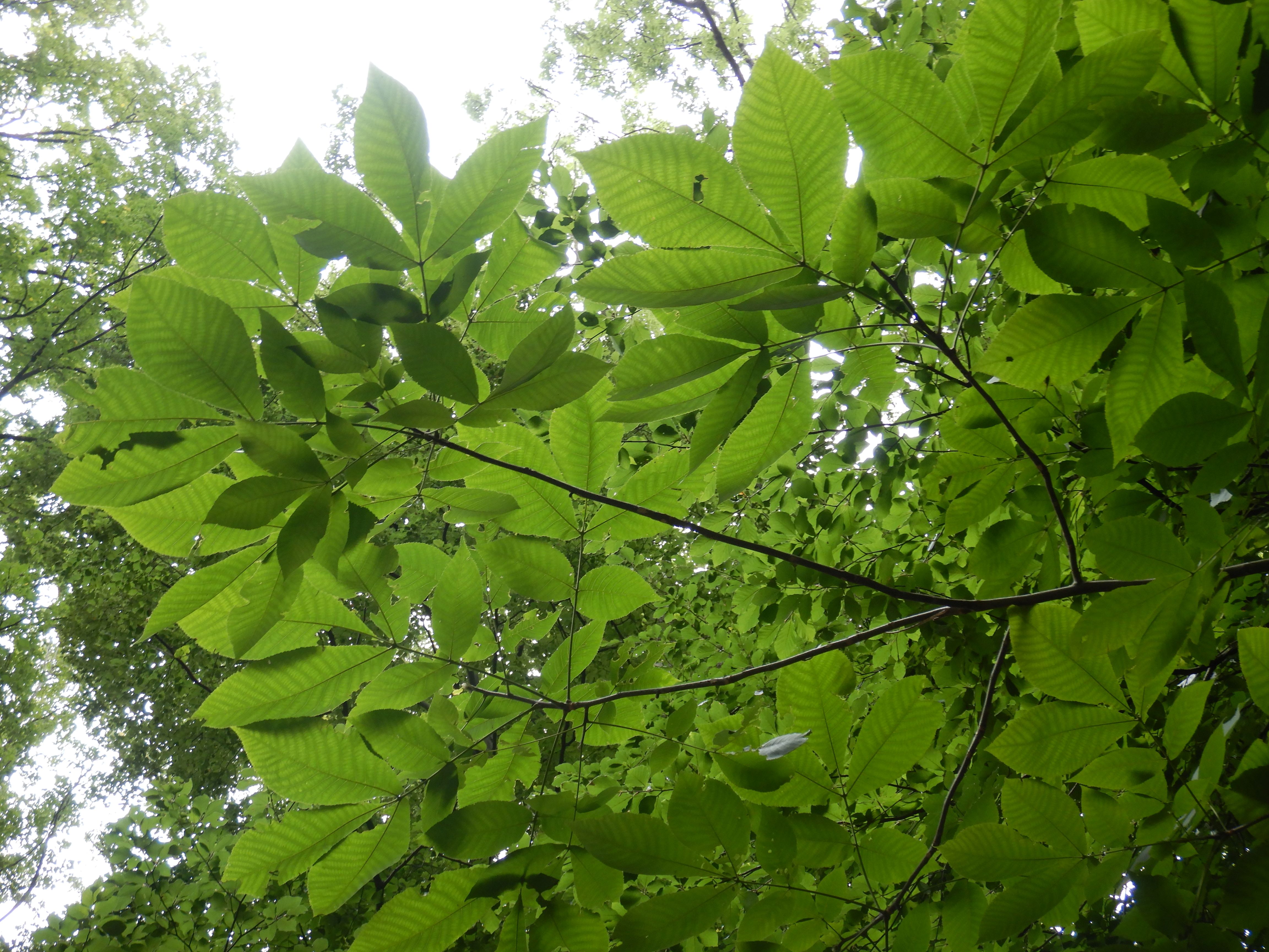 DSCN0389 juglans 2025-09-18 SW hernals.jpg