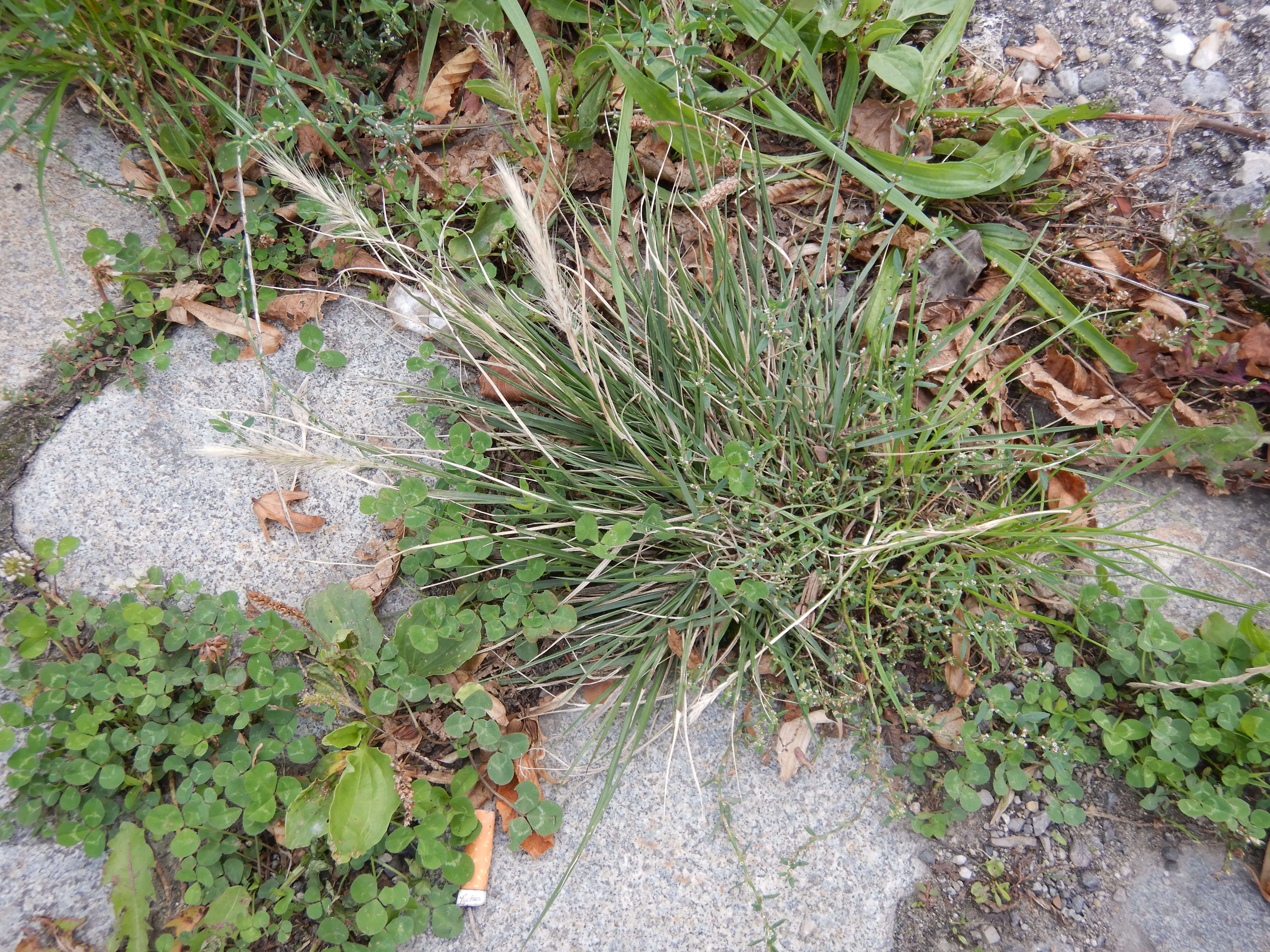 DSCN0538 Cenchrus purpurascens 2025-09-18 Predigtstuhl Wien-17.jpg