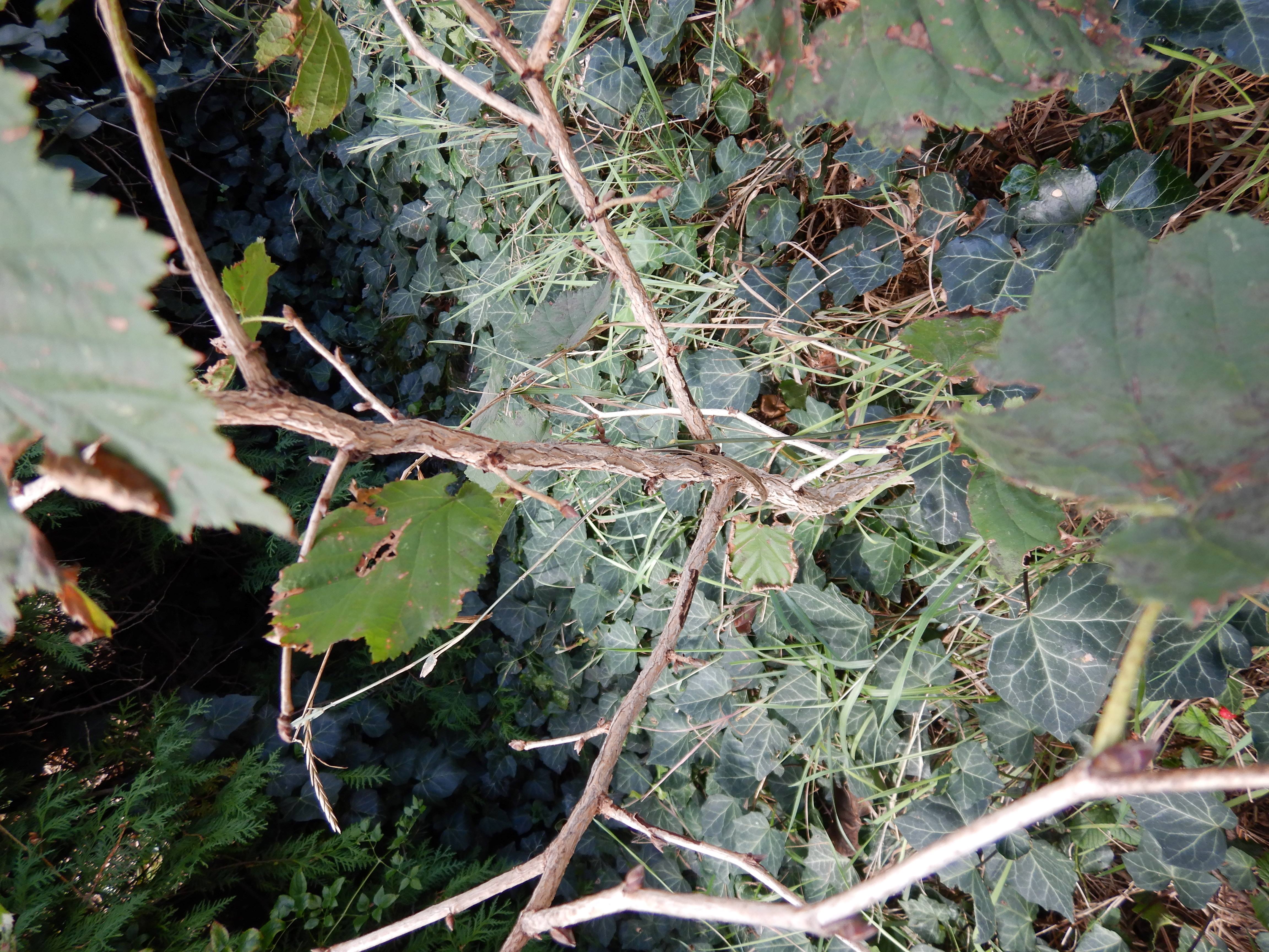 DSCN0720 Corylus colurna 2025-09-18 Wien-17 Dornbach.jpg