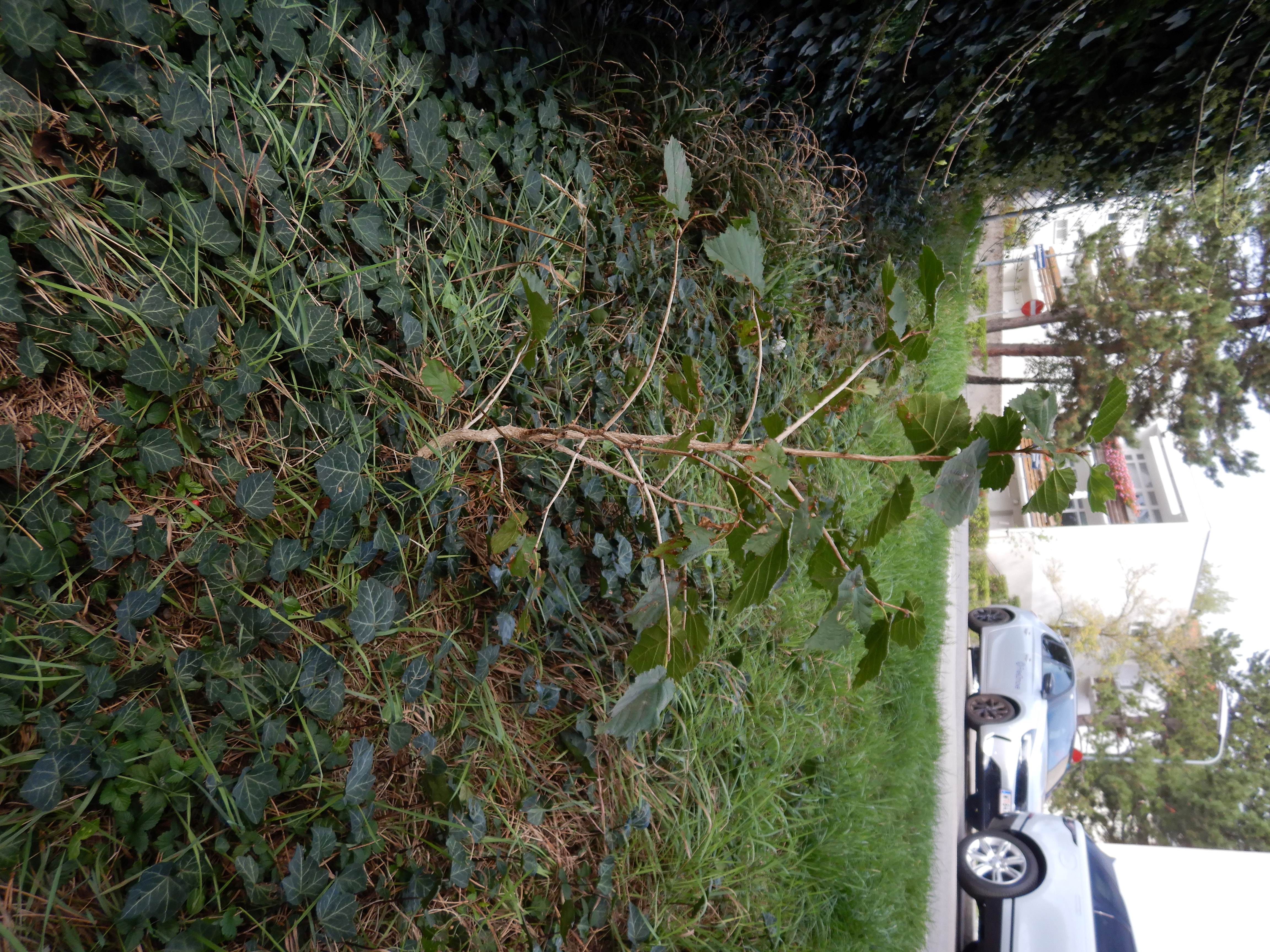 DSCN0721 Corylus colurna 2025-09-18 Wien-17 Dornbach.jpg