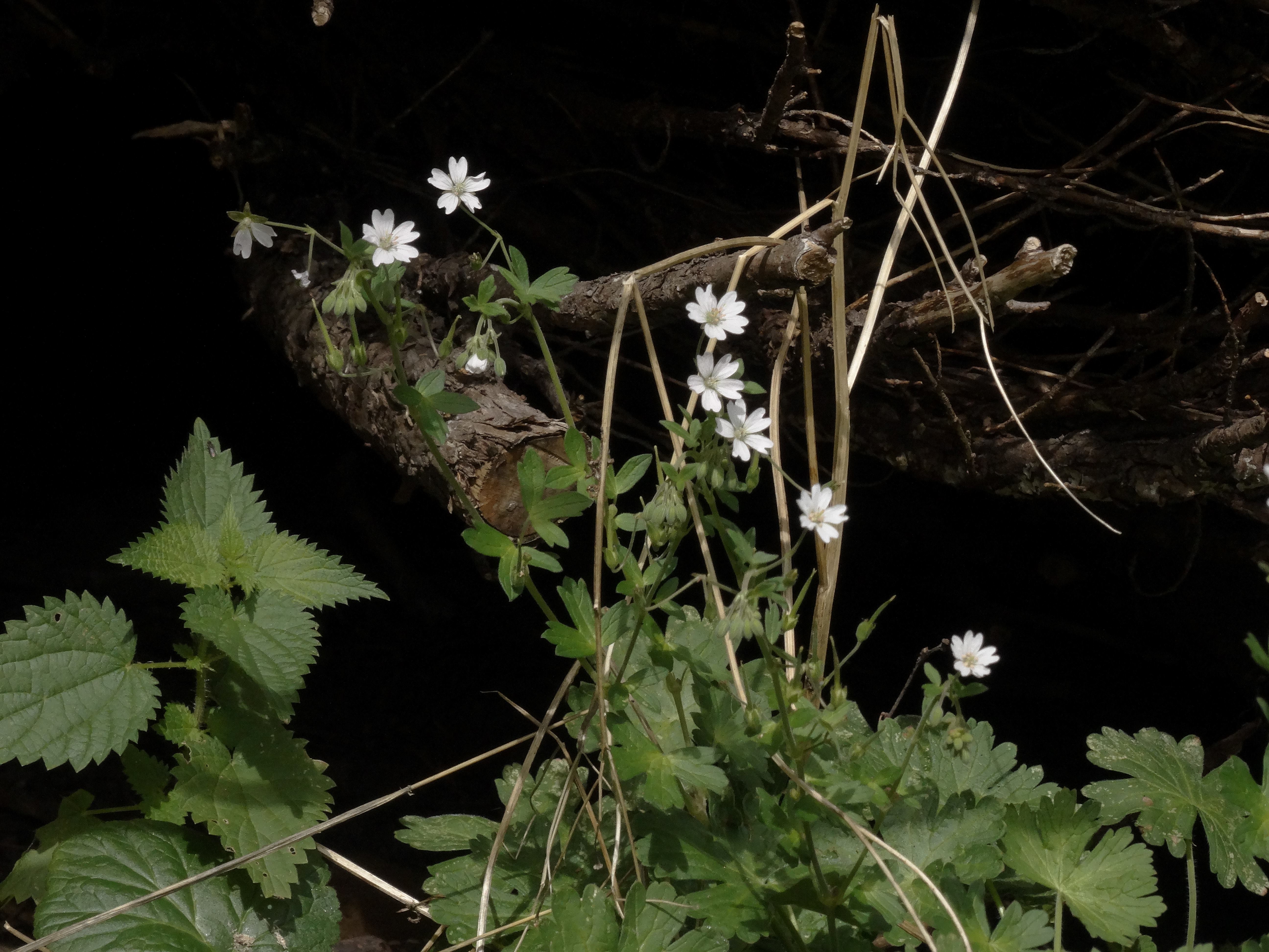 DSC02284 albino geranium pyrenaicum 2025-09-18 wien-17 dornbach.jpg