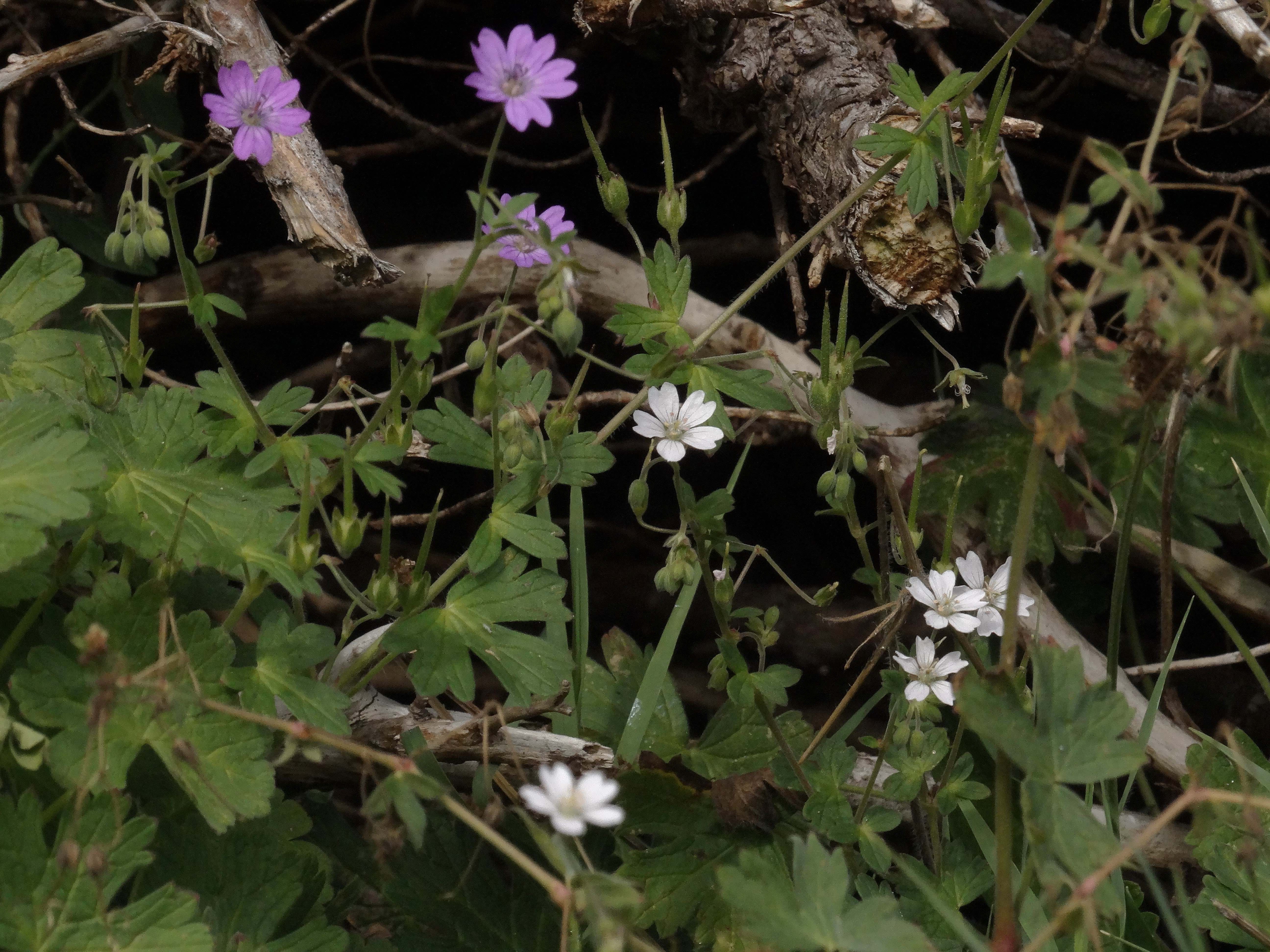 DSC02285 albino geranium pyrenaicum 2025-09-18 wien-17 dornbach.jpg