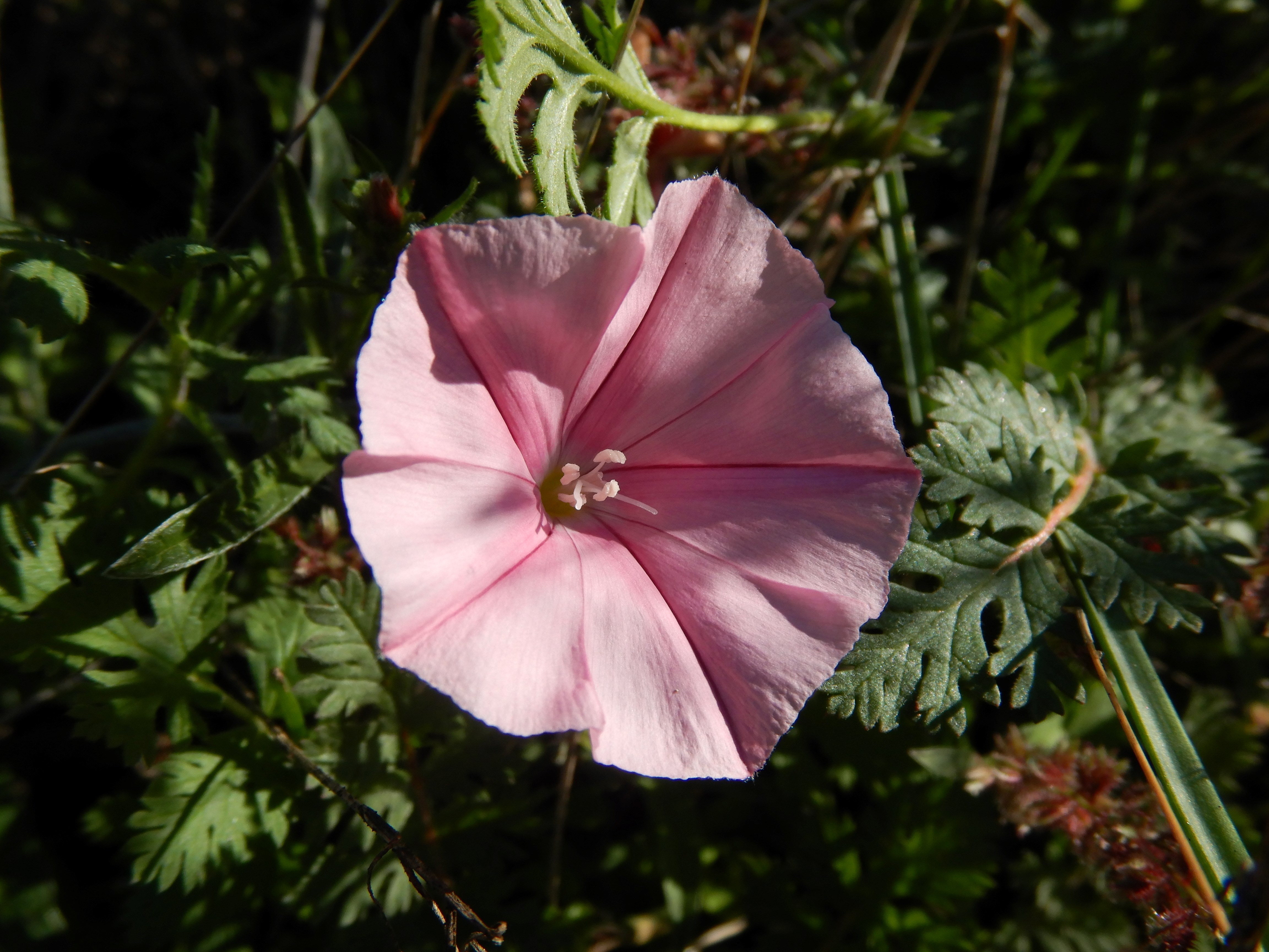 DSCN1135 convolvulus cantabrica.jpg