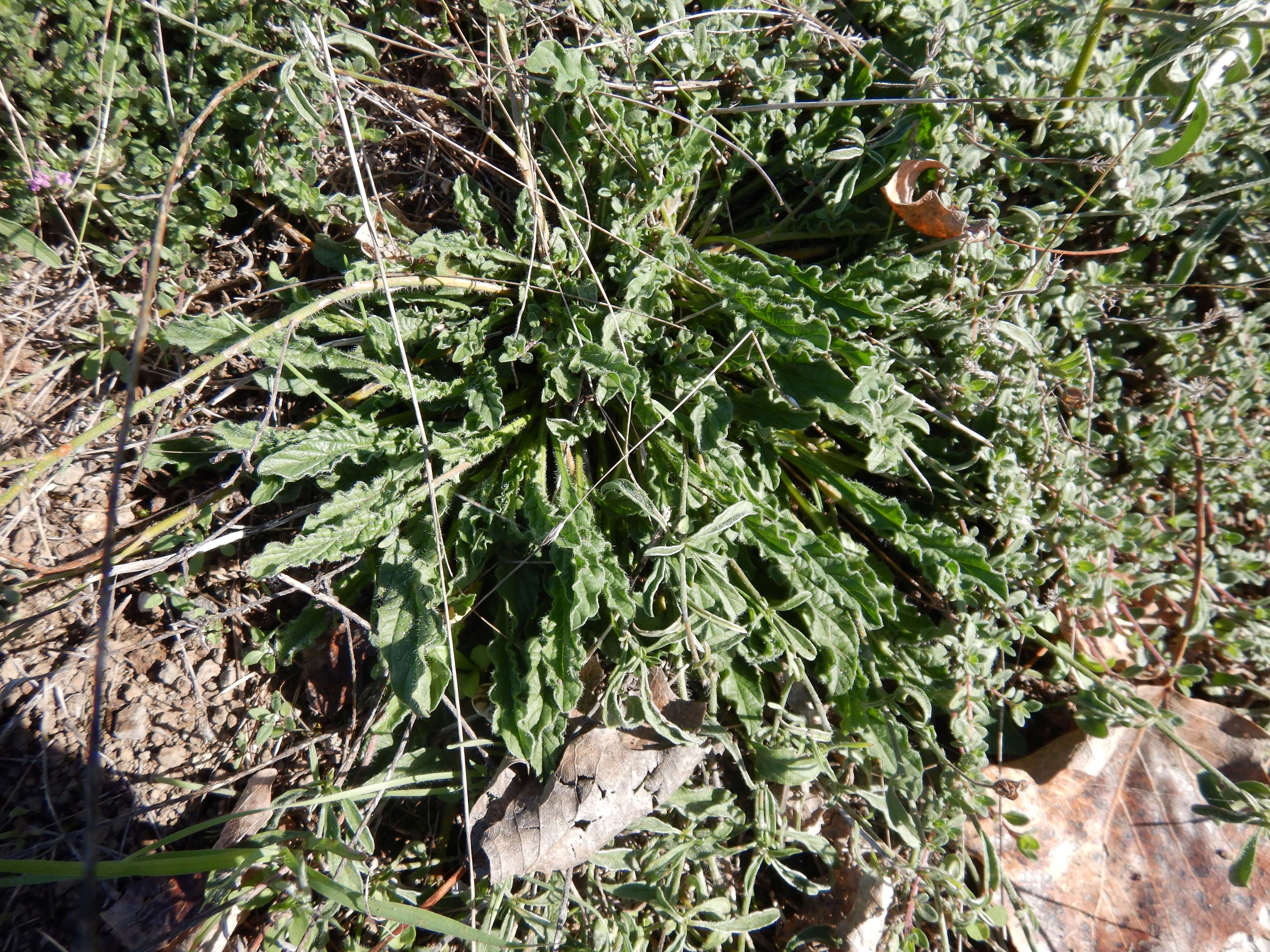 DSCN1257 convolvulus cantabrica.jpg
