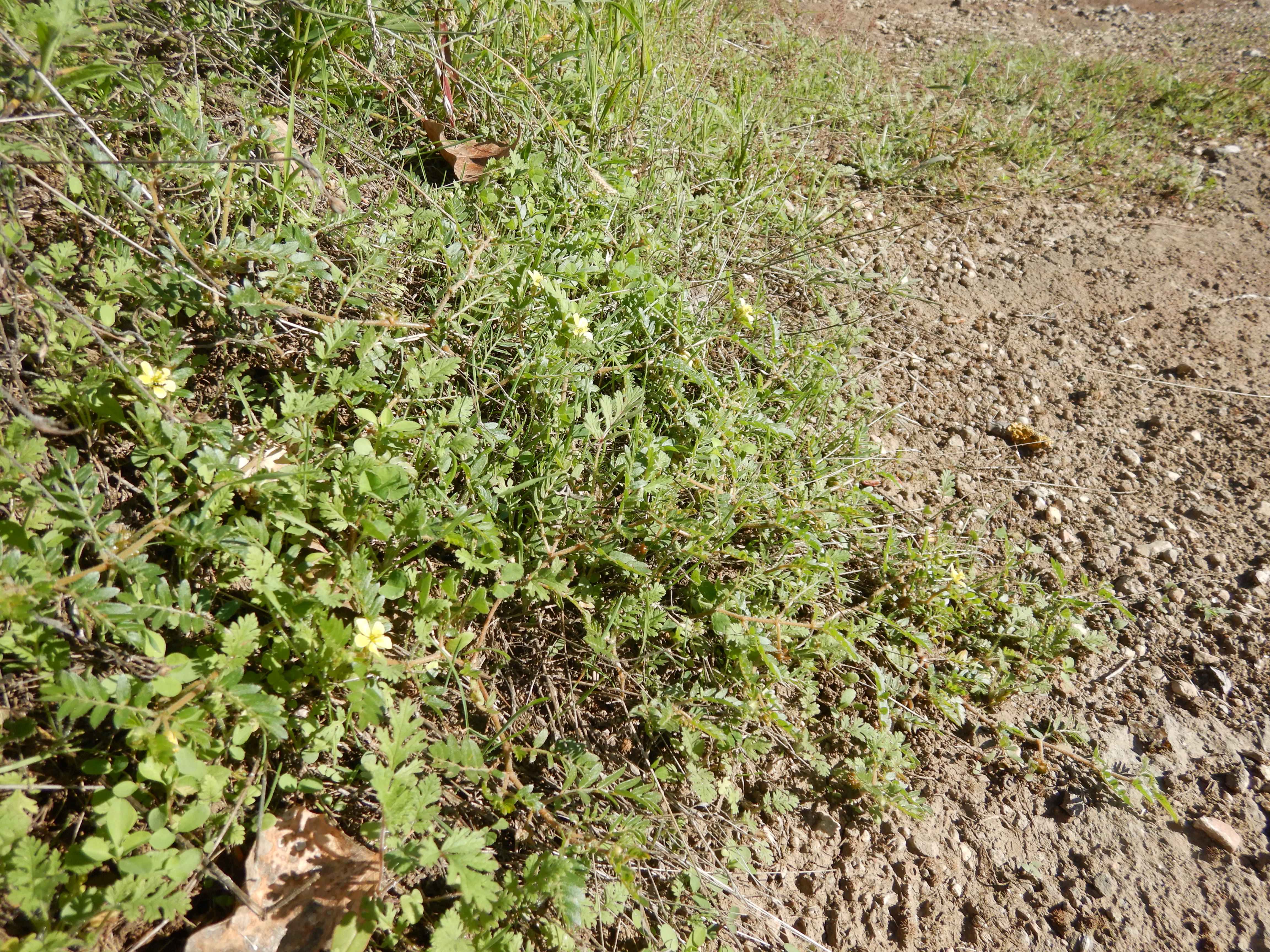 DSCN1248 tribulus terrestris.jpg