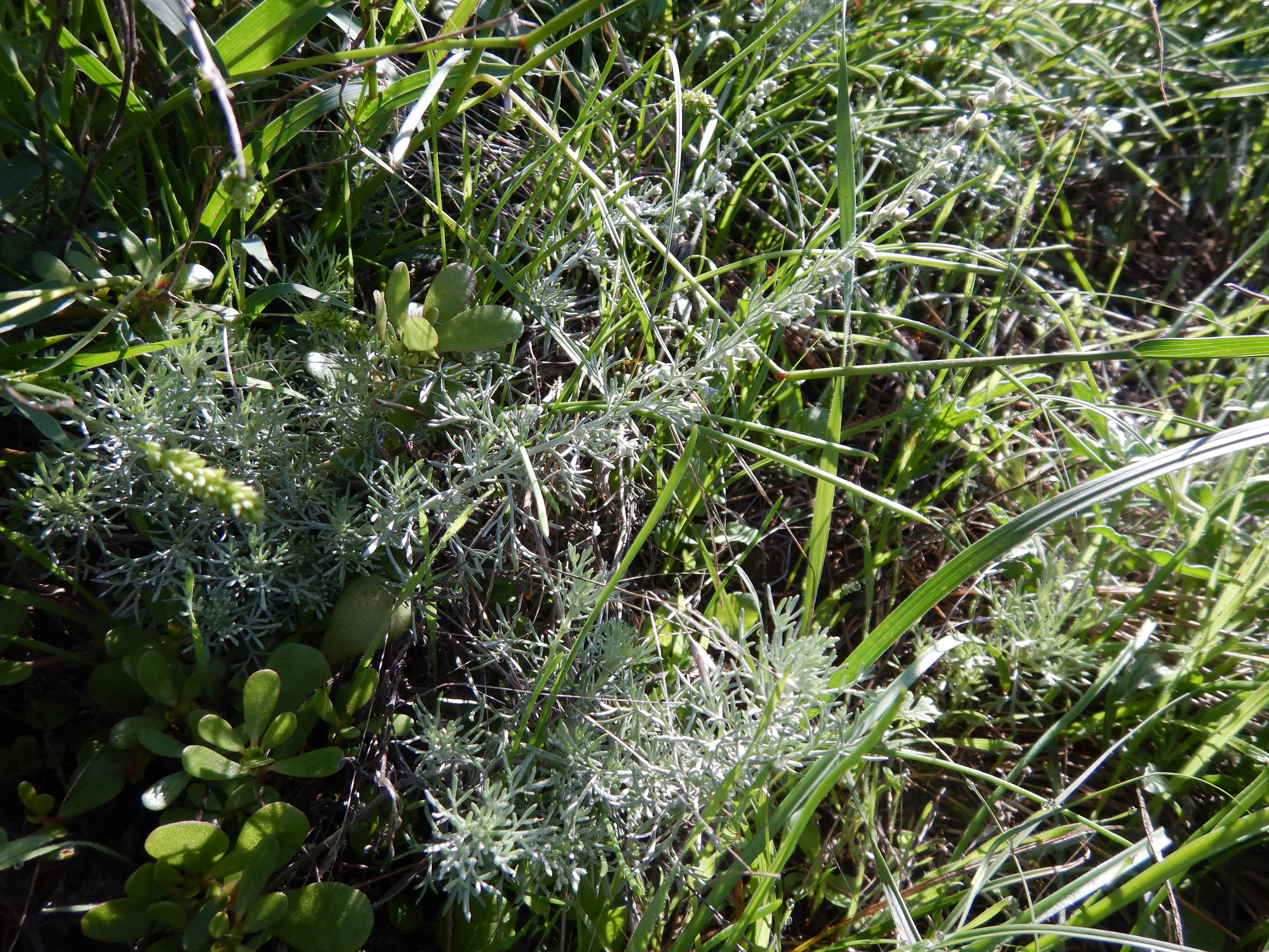 DSCN1183 artemisia.jpg