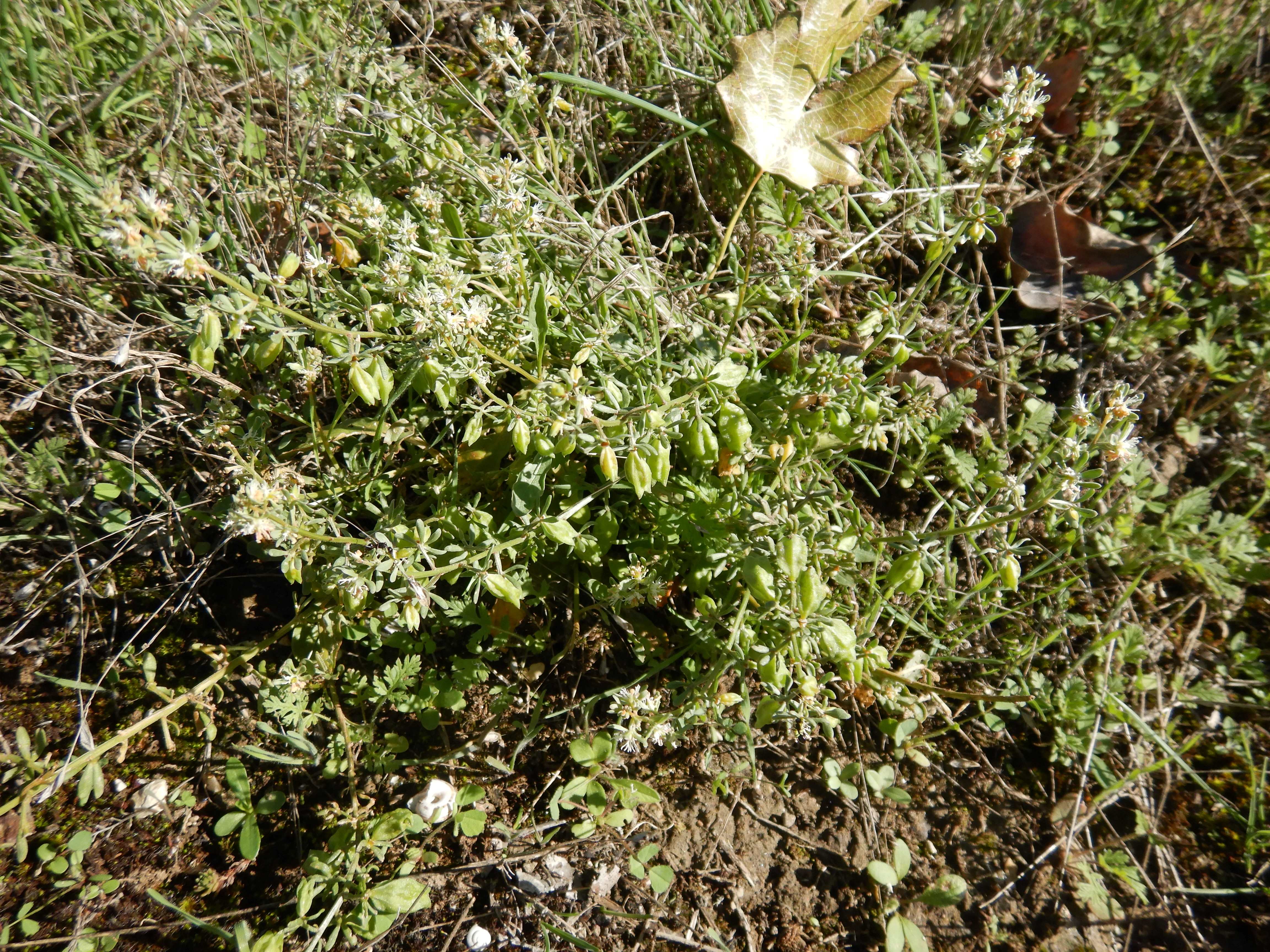 DSCN1251 reseda phyteuma.jpg