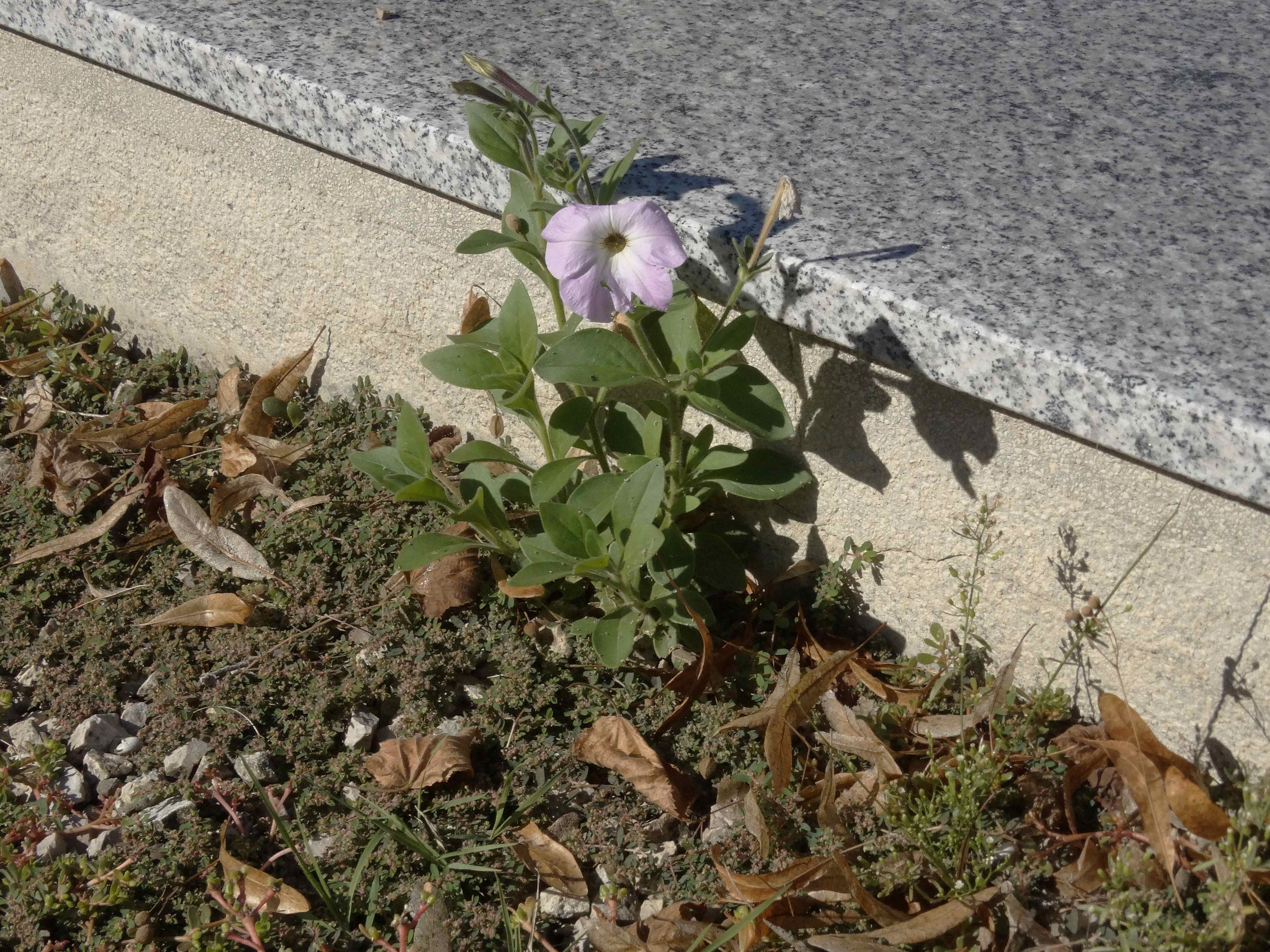 DSC02373 Petunia sp. und Euphorbia maculata.jpg