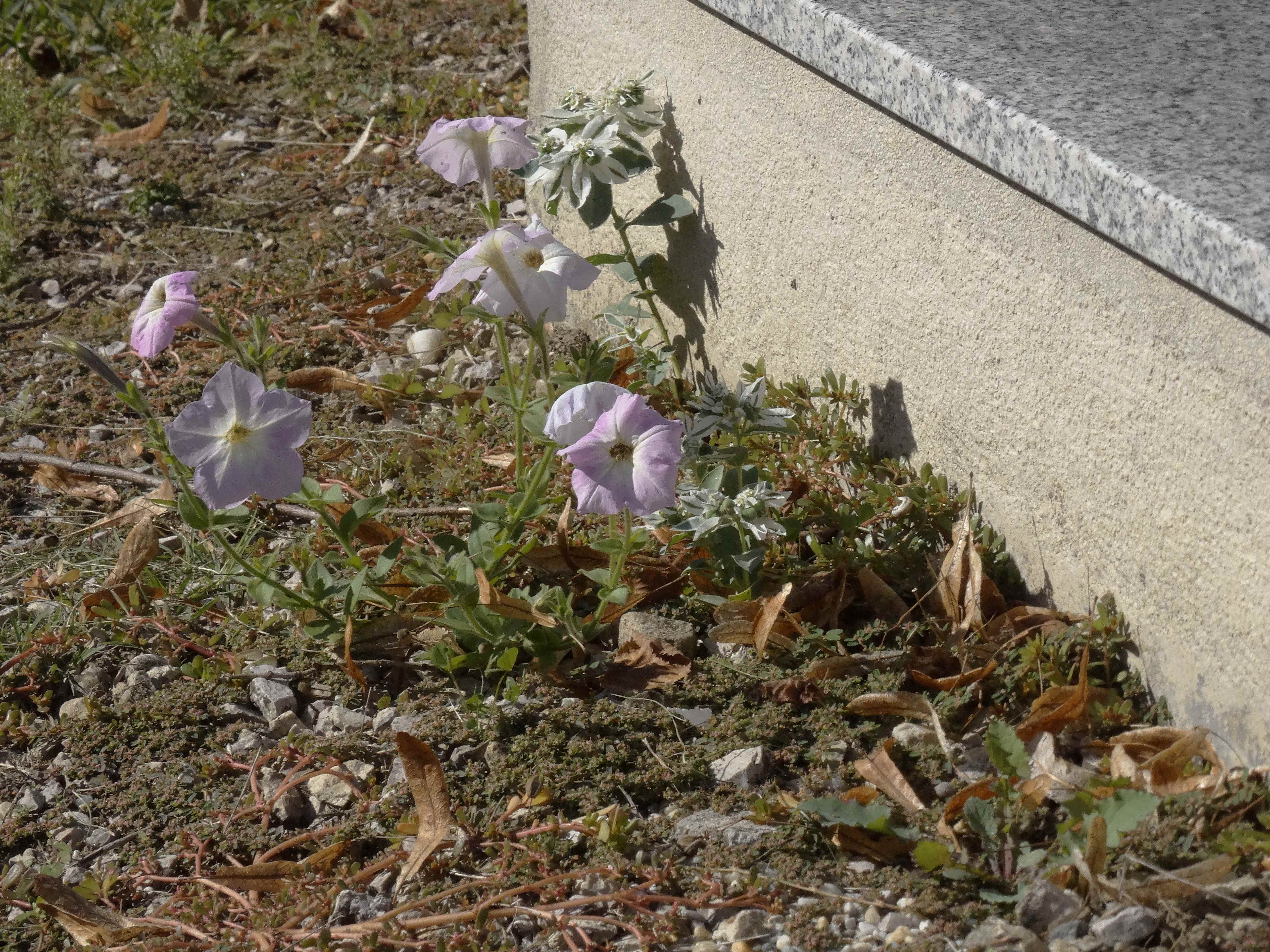 DSC02374 Petunia sp., Euphorbia marginata und E. maculata.jpg