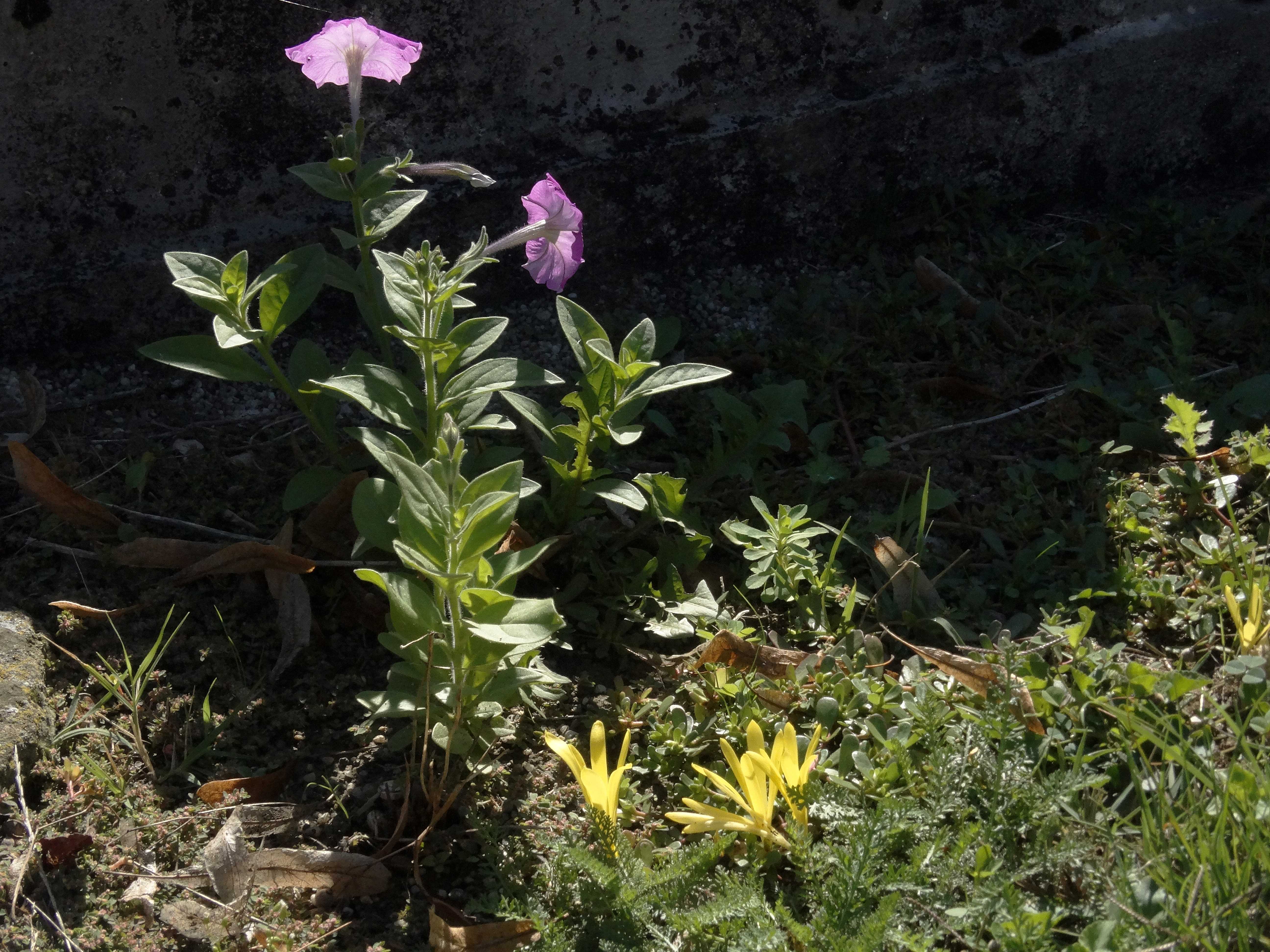DSC02376 Petunia sp. und Sternbergia colchiciflora.jpg