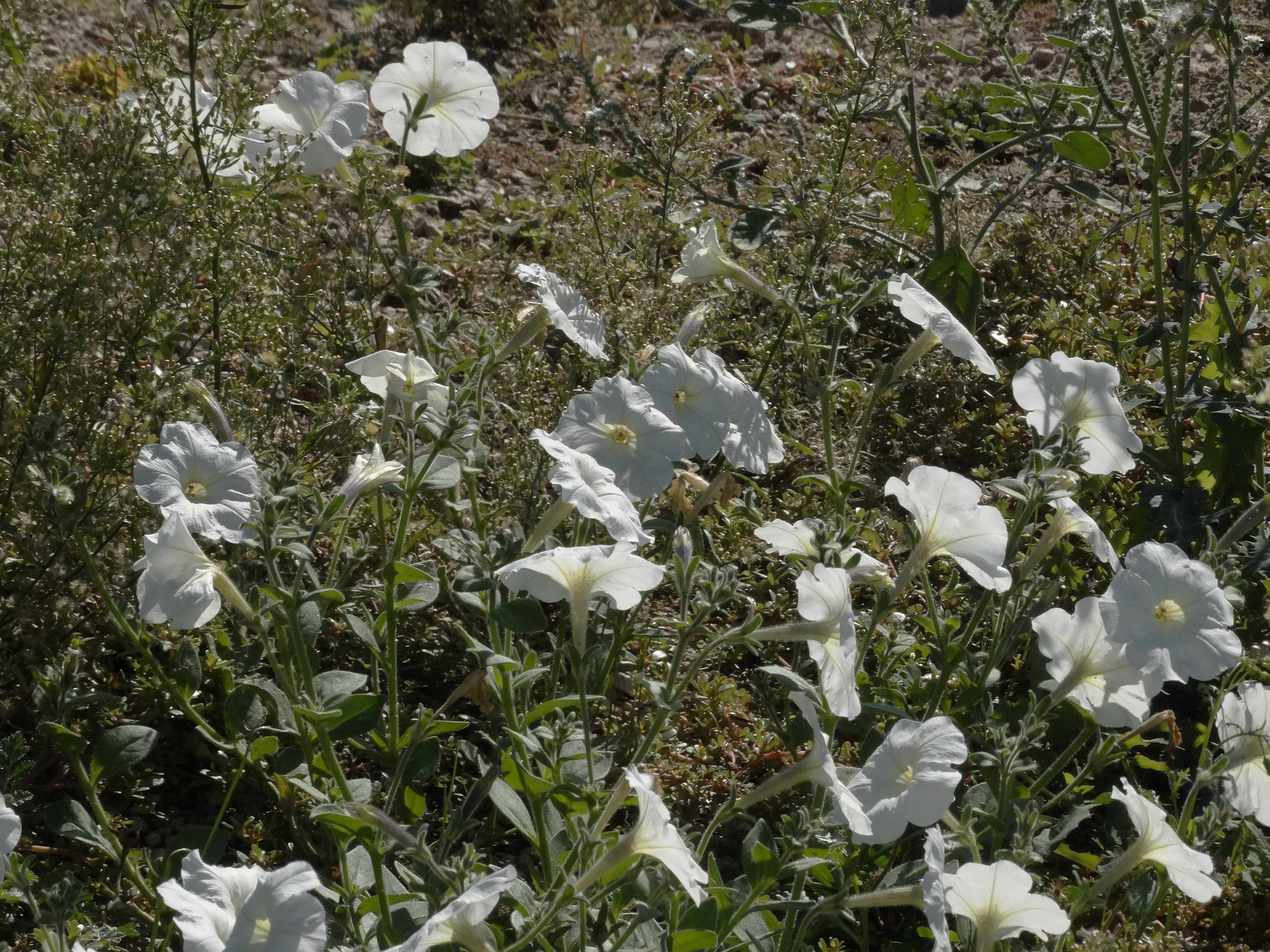 DSC02418 Petunia sp..jpg